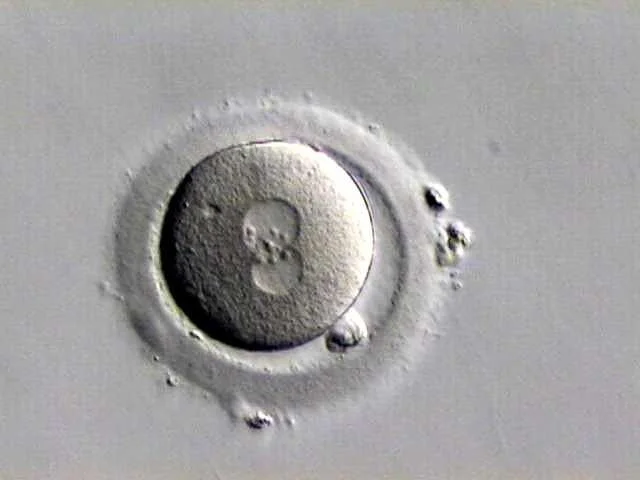 New research suggests bone marrow stem cells could be used restore estrogen and fertility in women with early menopause.