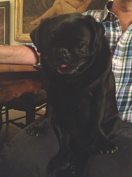 Pearl on her fathers lap - as you can see not the best quality photo.....
