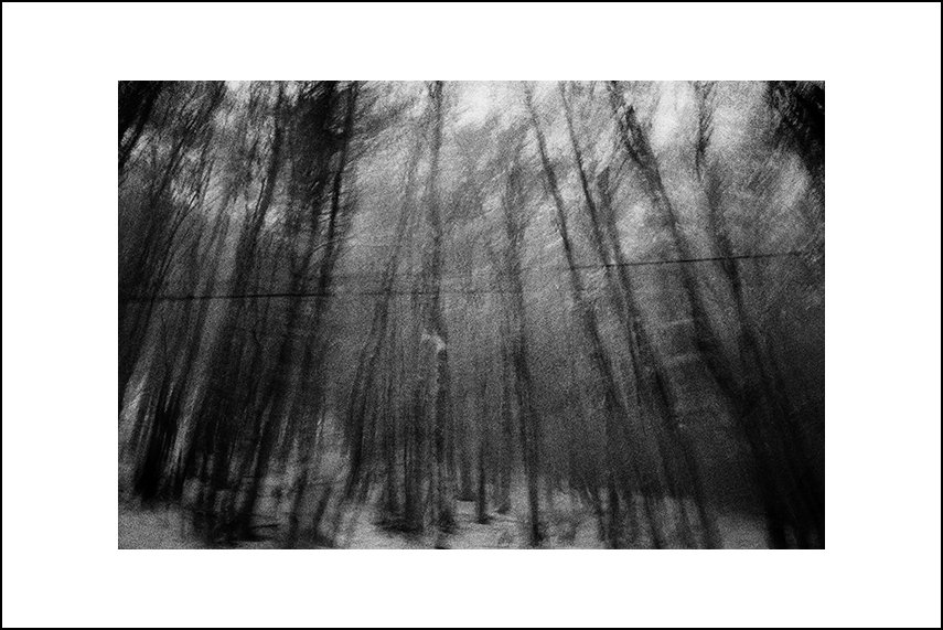 BLURRY TREES.jpg