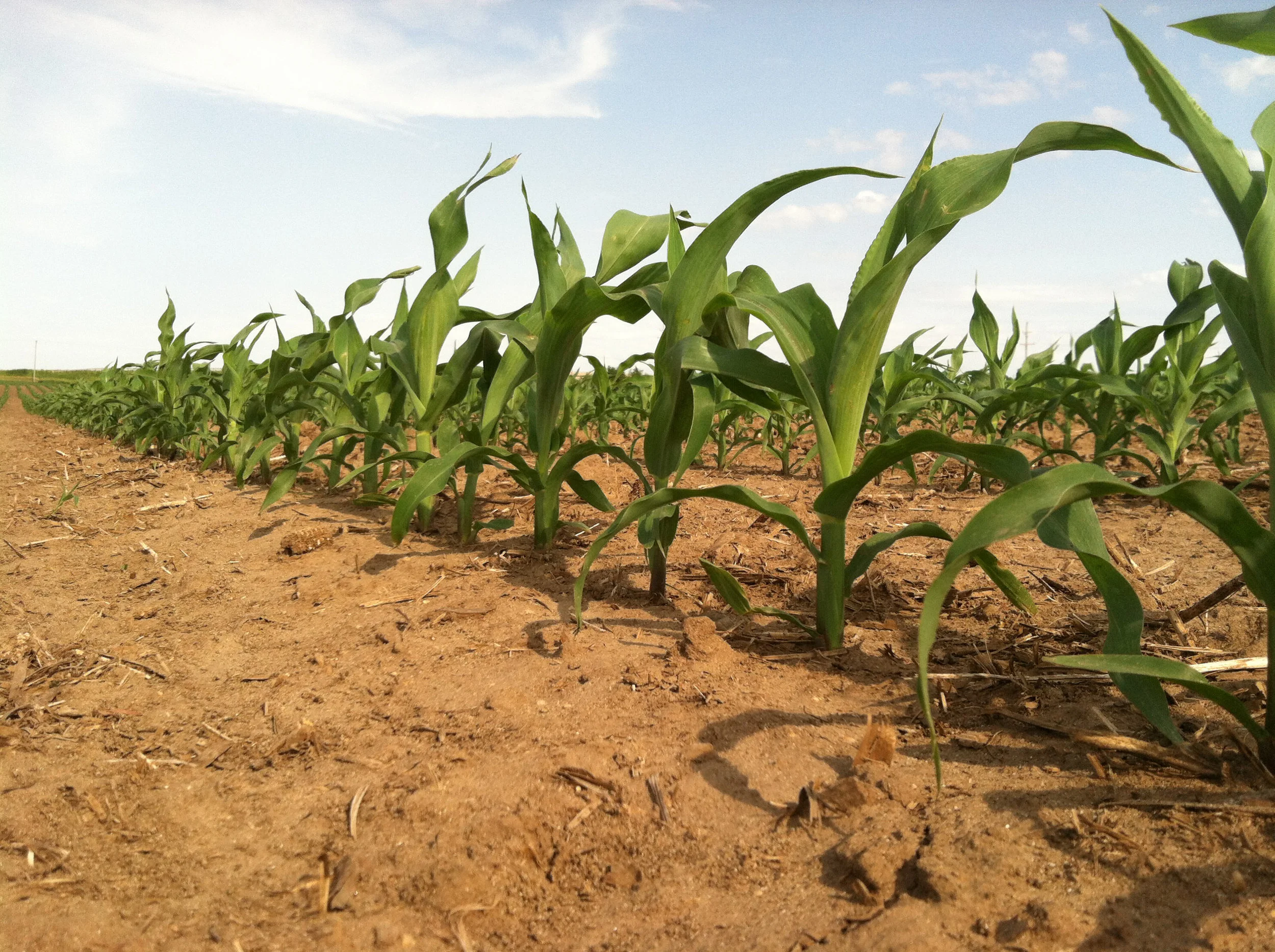 corn.jpg
