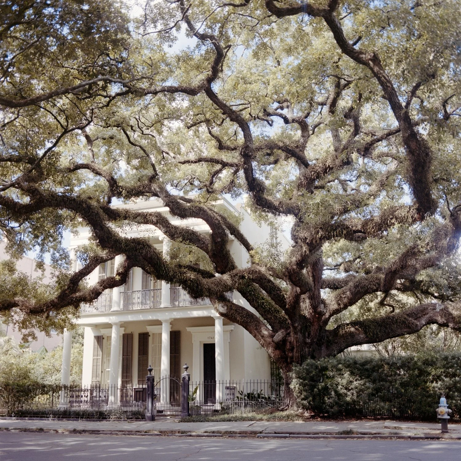 A large, old oak tree with sprawling branches in front of a white, two-story house with columns and a balcony.