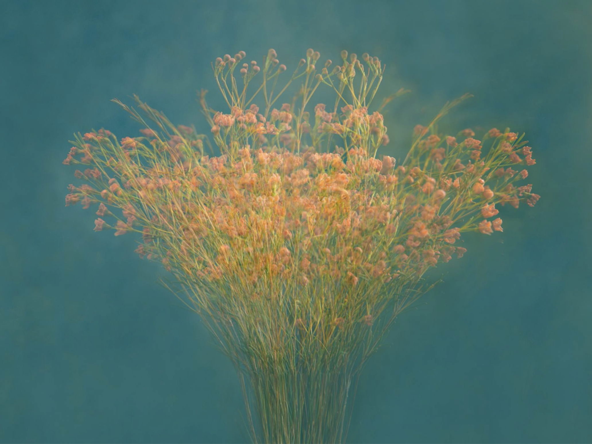 Flowers in Motion