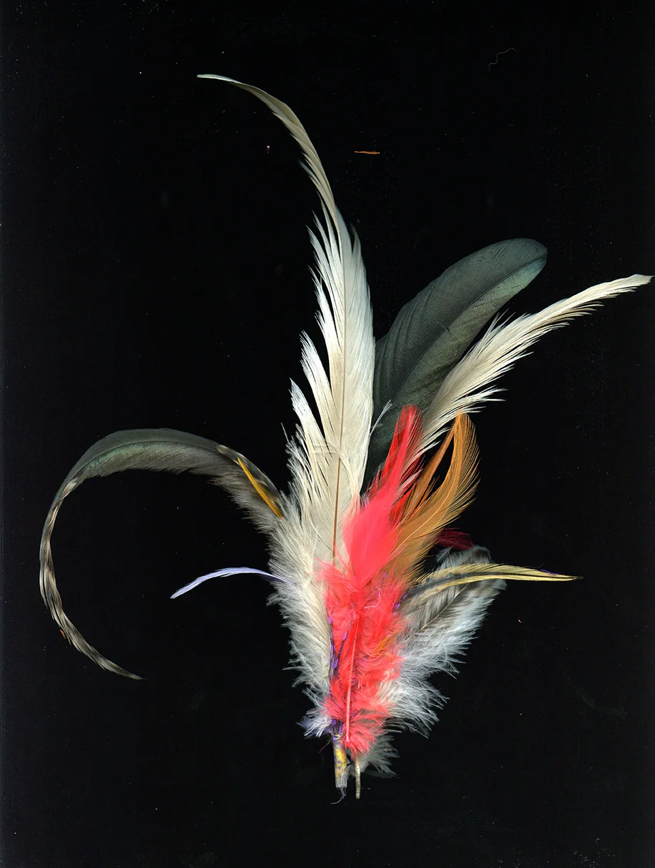 feather12_iploadweb.jpg
