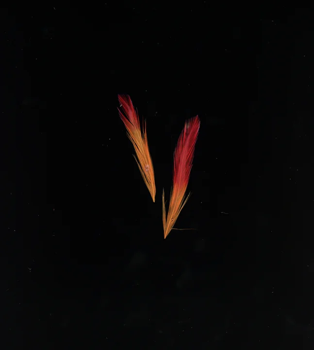 F_-17.JPG