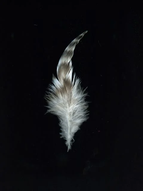 Untitled-7.jpg