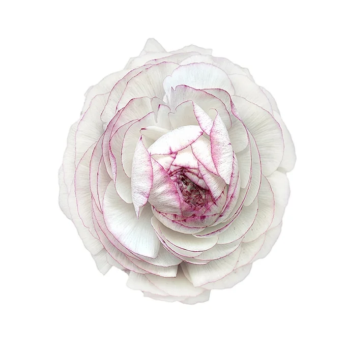 White Peony