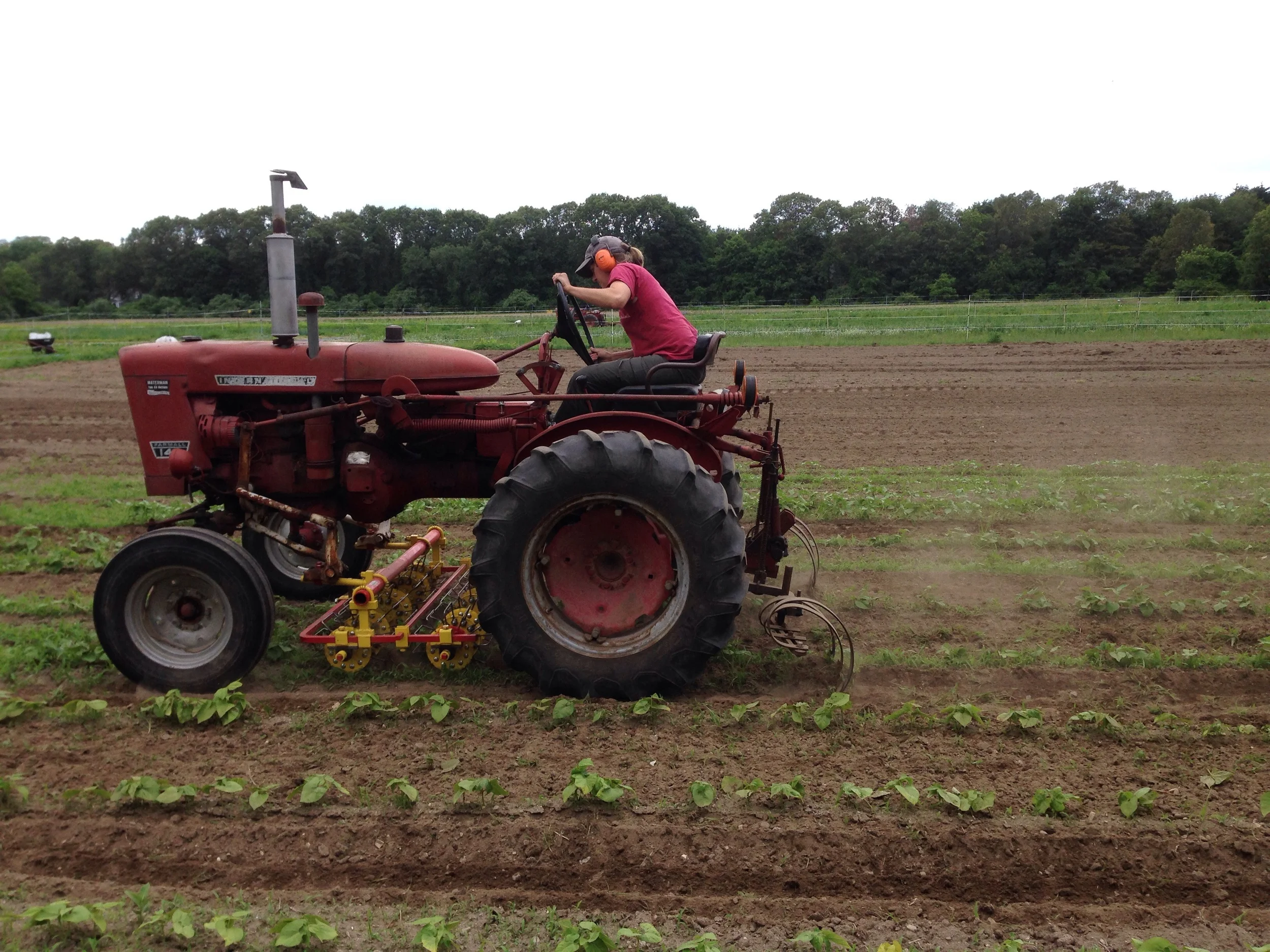 Lise drives the basket weeder over bean plants.