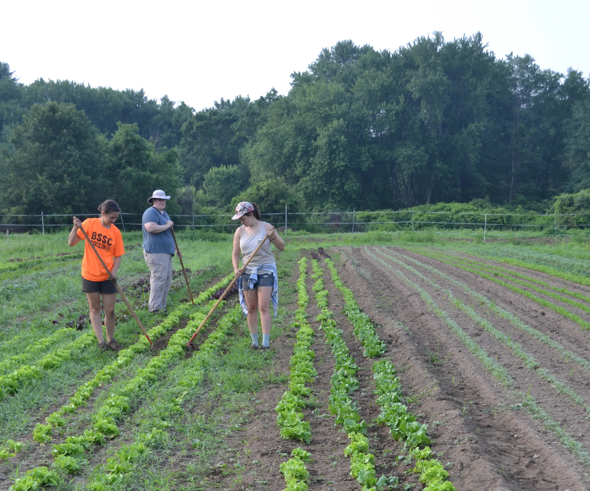 Rachel, Lauren, and Kathleen hoe the summer lettuce Monday morning.