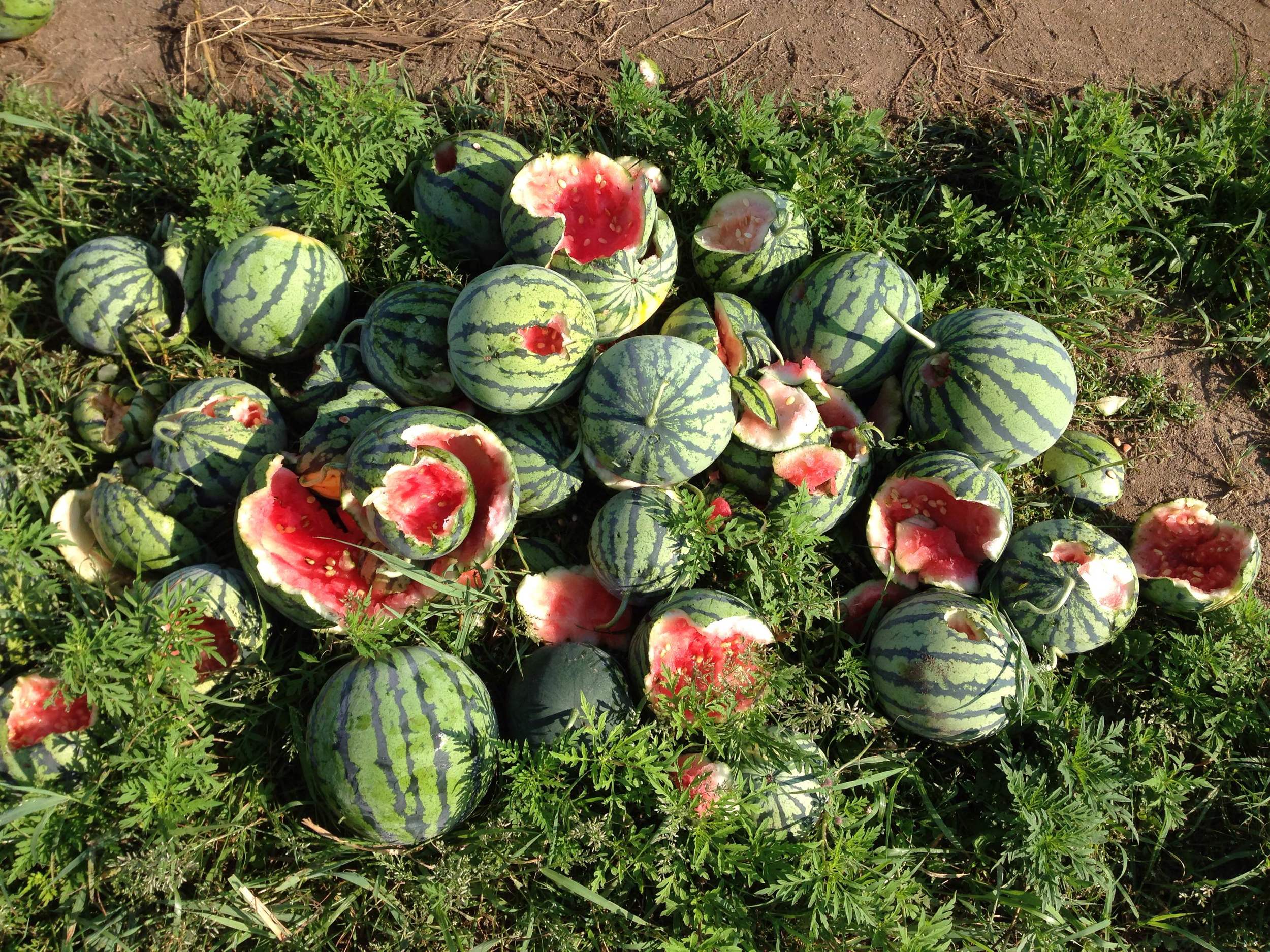 Some of the eaten melons culled from the field.