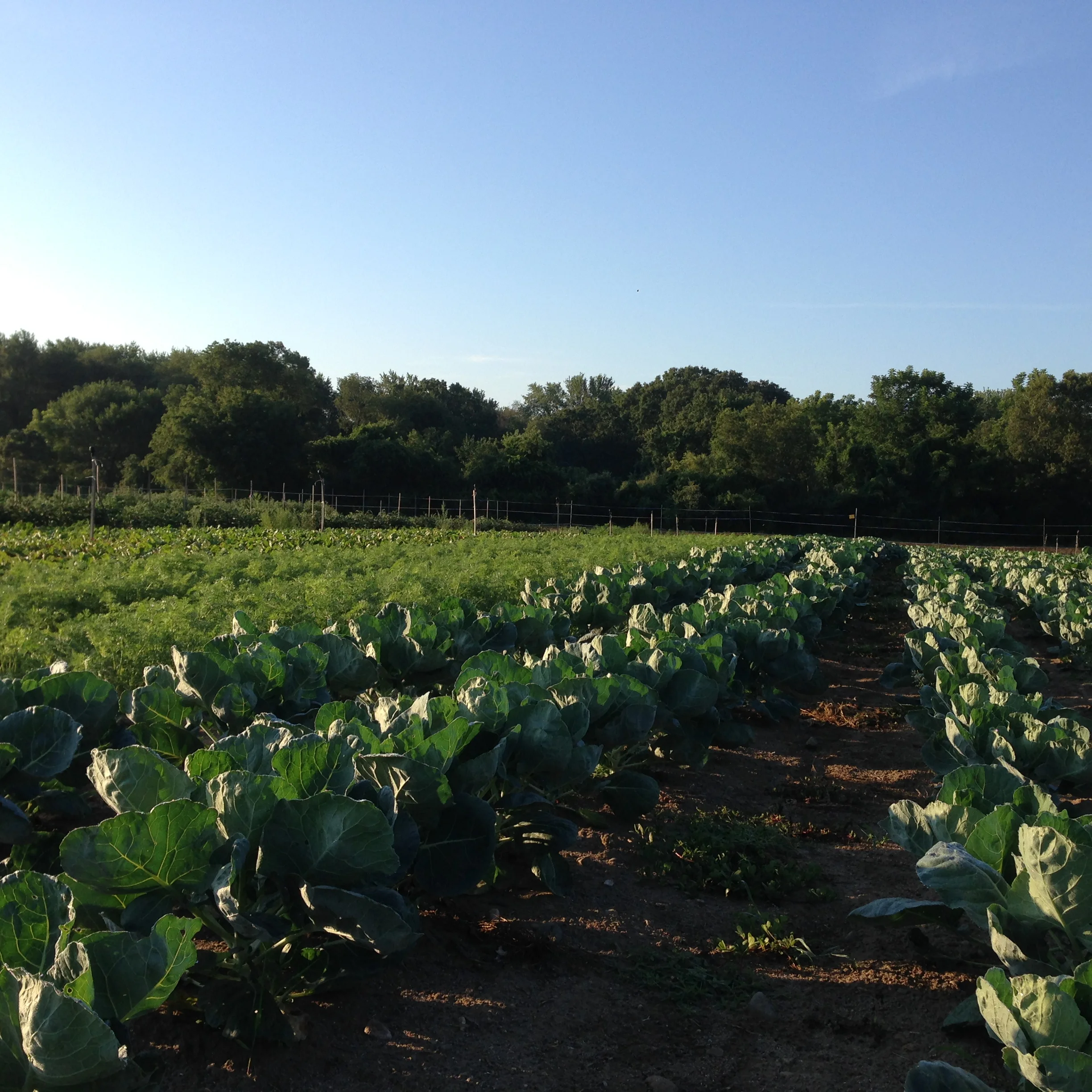 Brussels sprouts and fall carrots