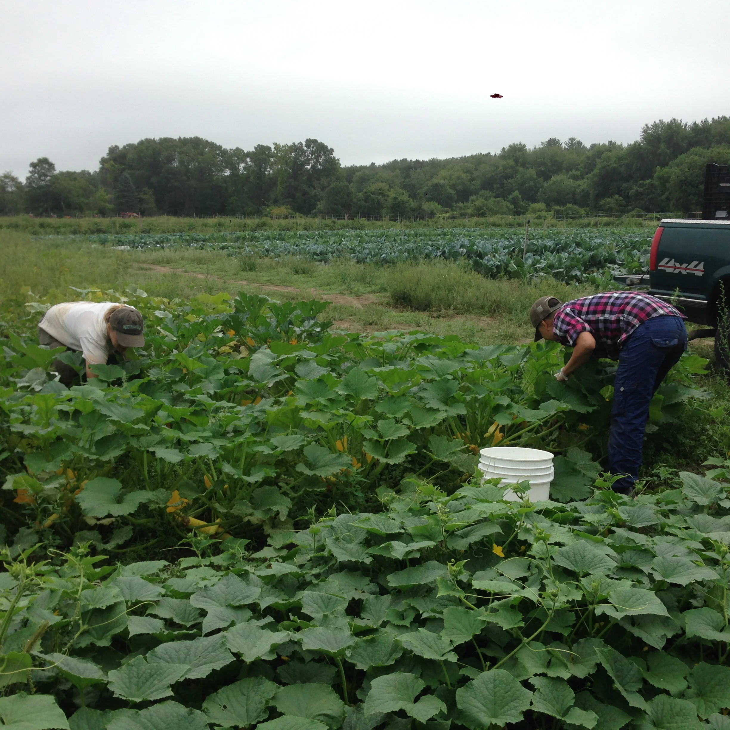 Lise and our all-star Monday morning volunteer Caleb picking summer squash