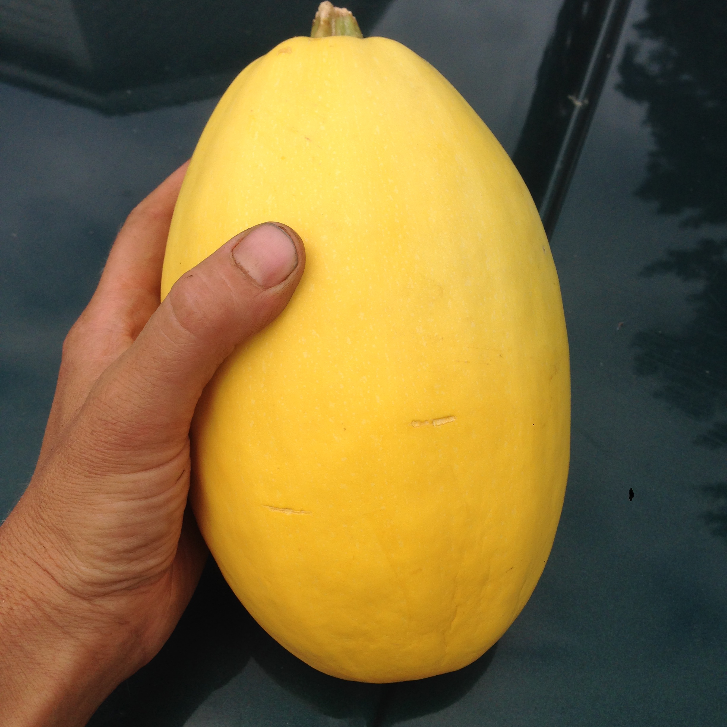 Spaghetti Squash