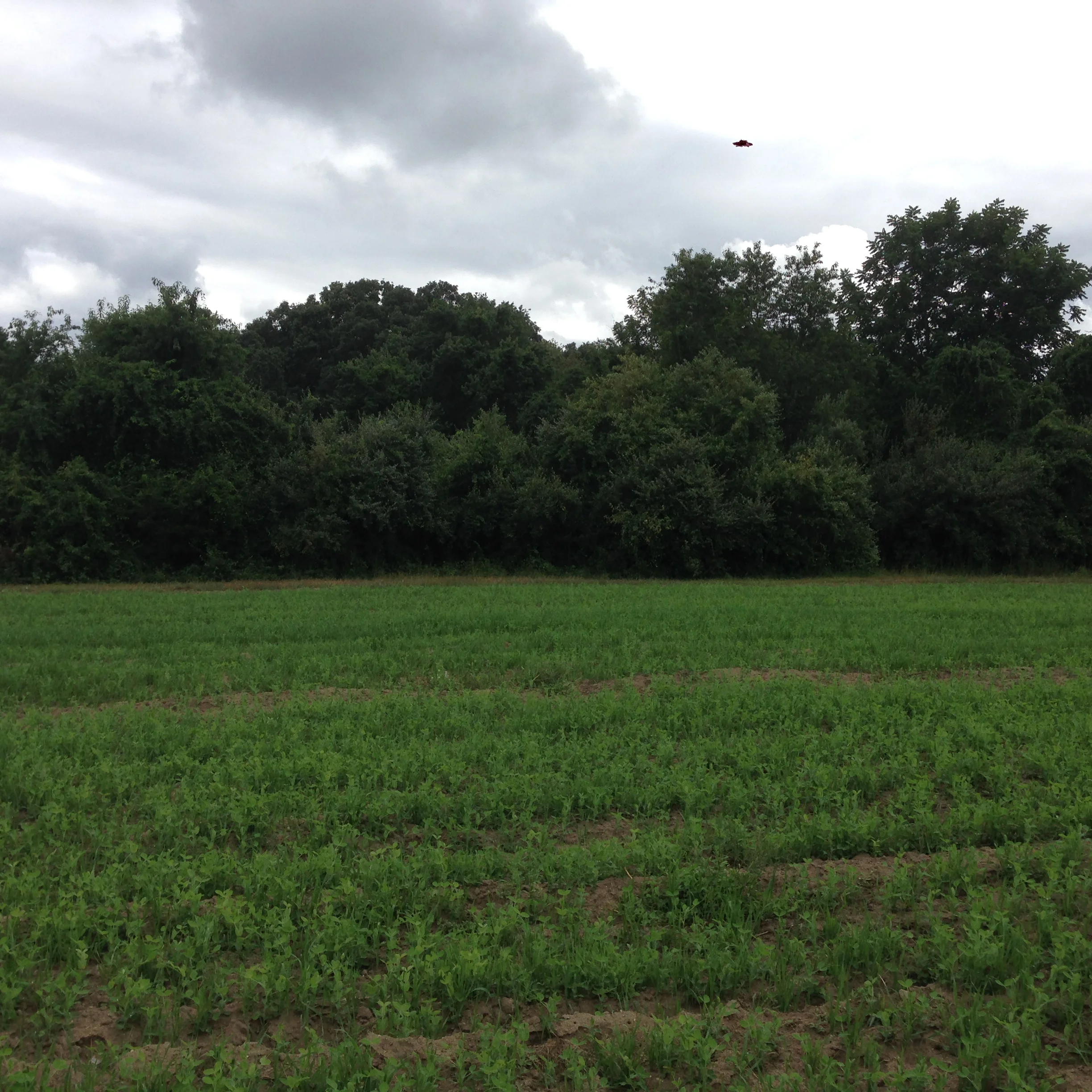 Oats and Peas beginning to grow. 