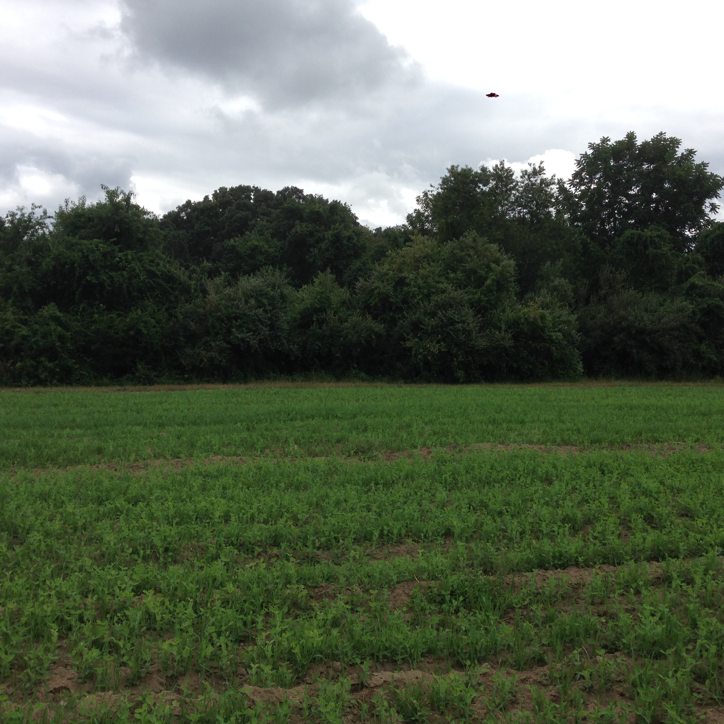 Oats and Peas beginning to grow. 