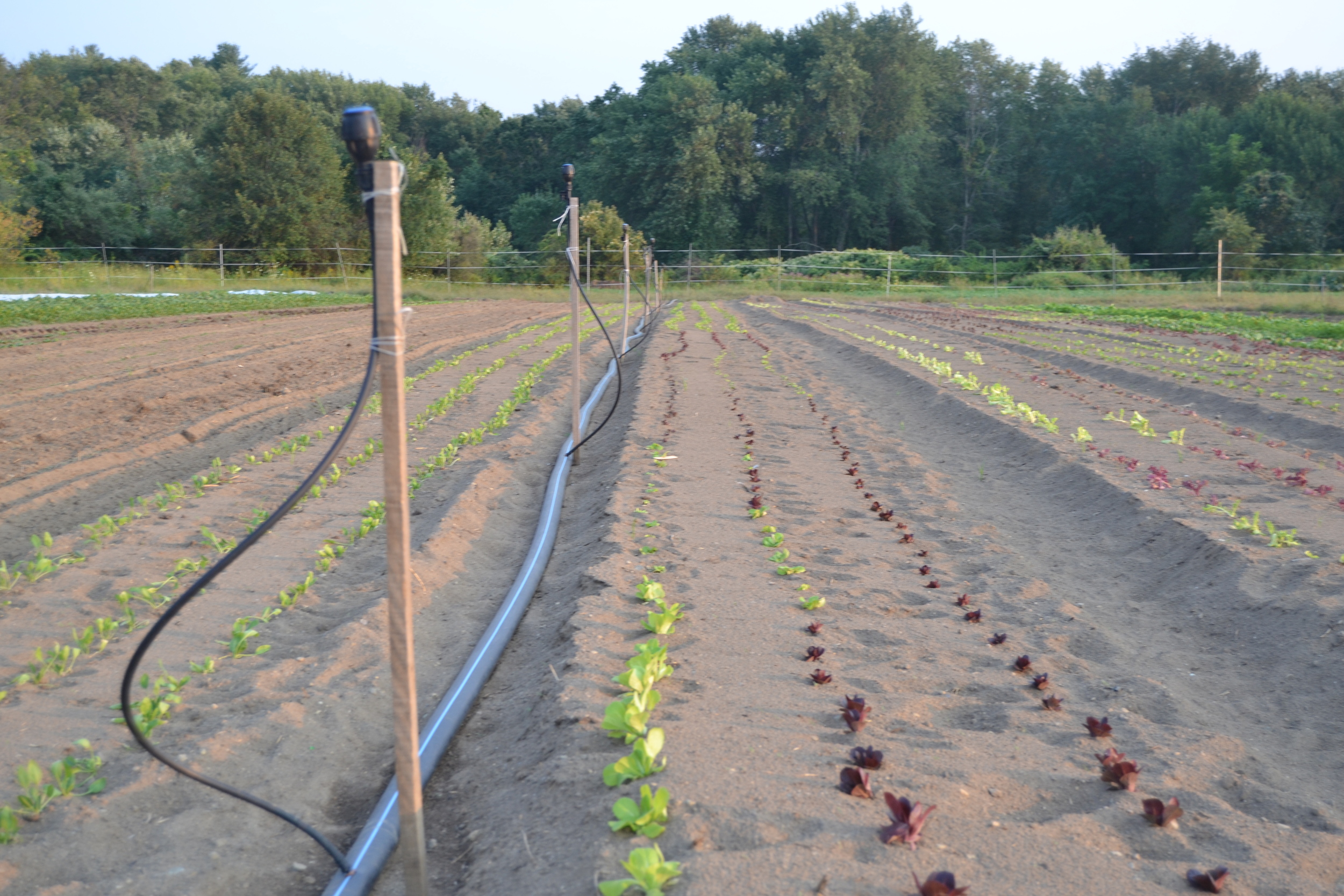Believe it or not, these lettuce seedlings were irrigated only 2 days ago!
