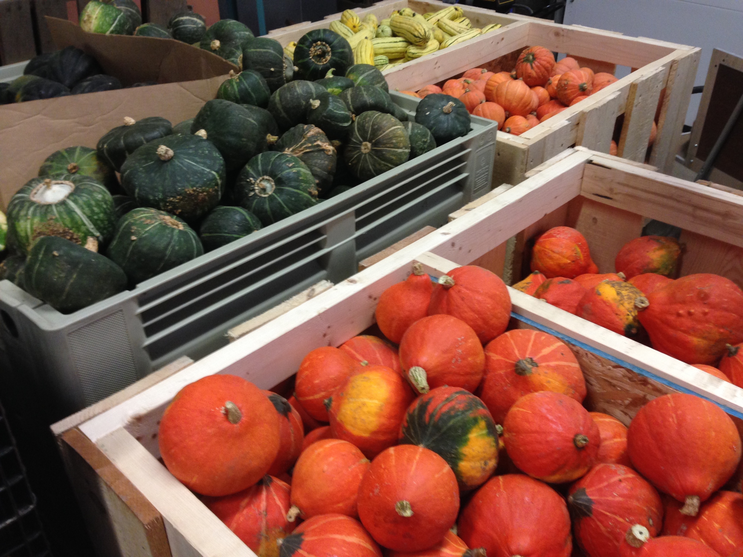Hubba Hubba squash (front and right)