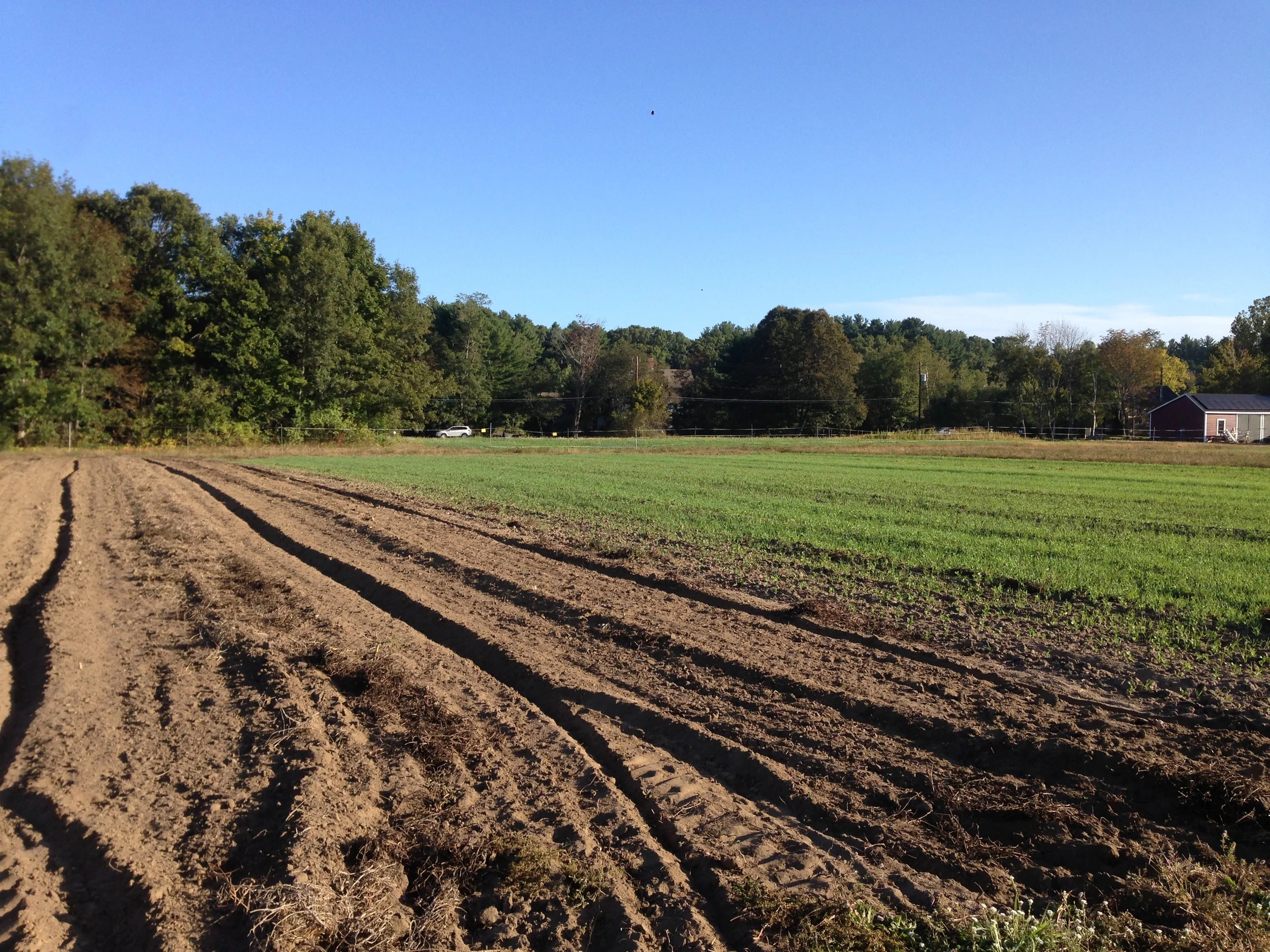 Peas and oats coming up next to a section of field ready to be seeded with winter rye.