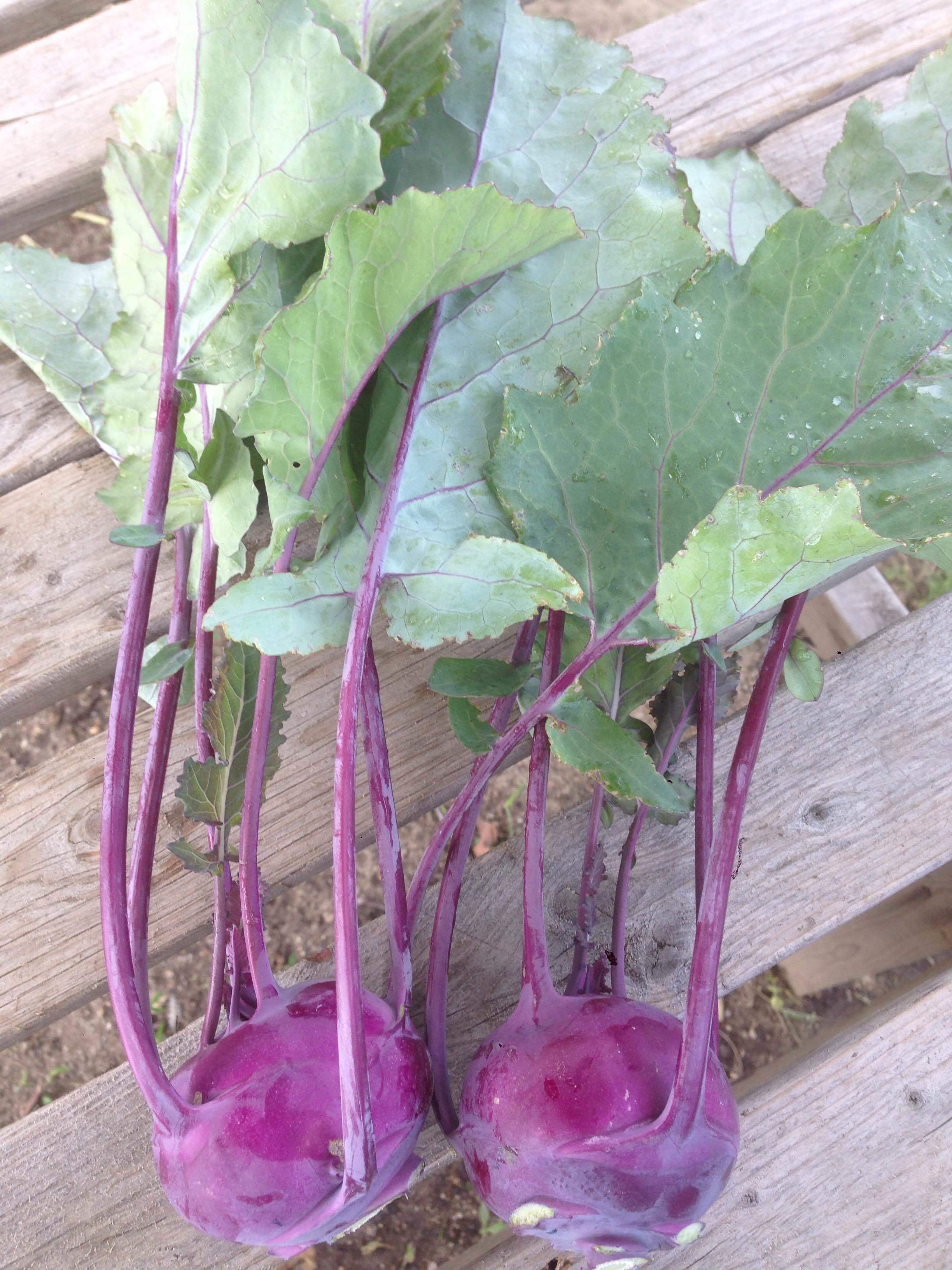 Kohlrabi!