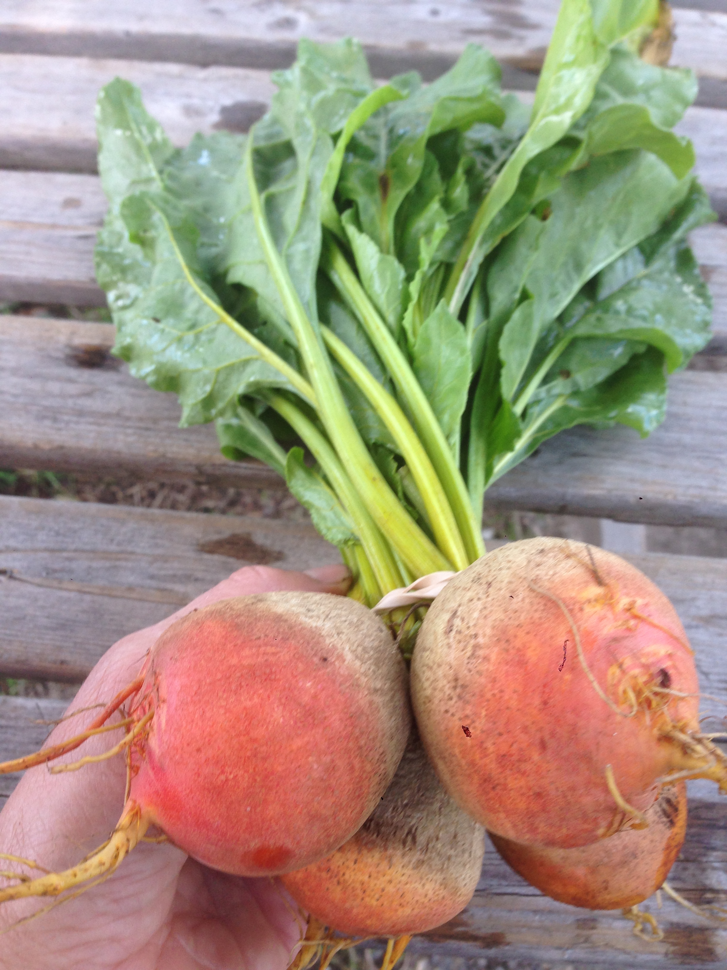 Golden Beets