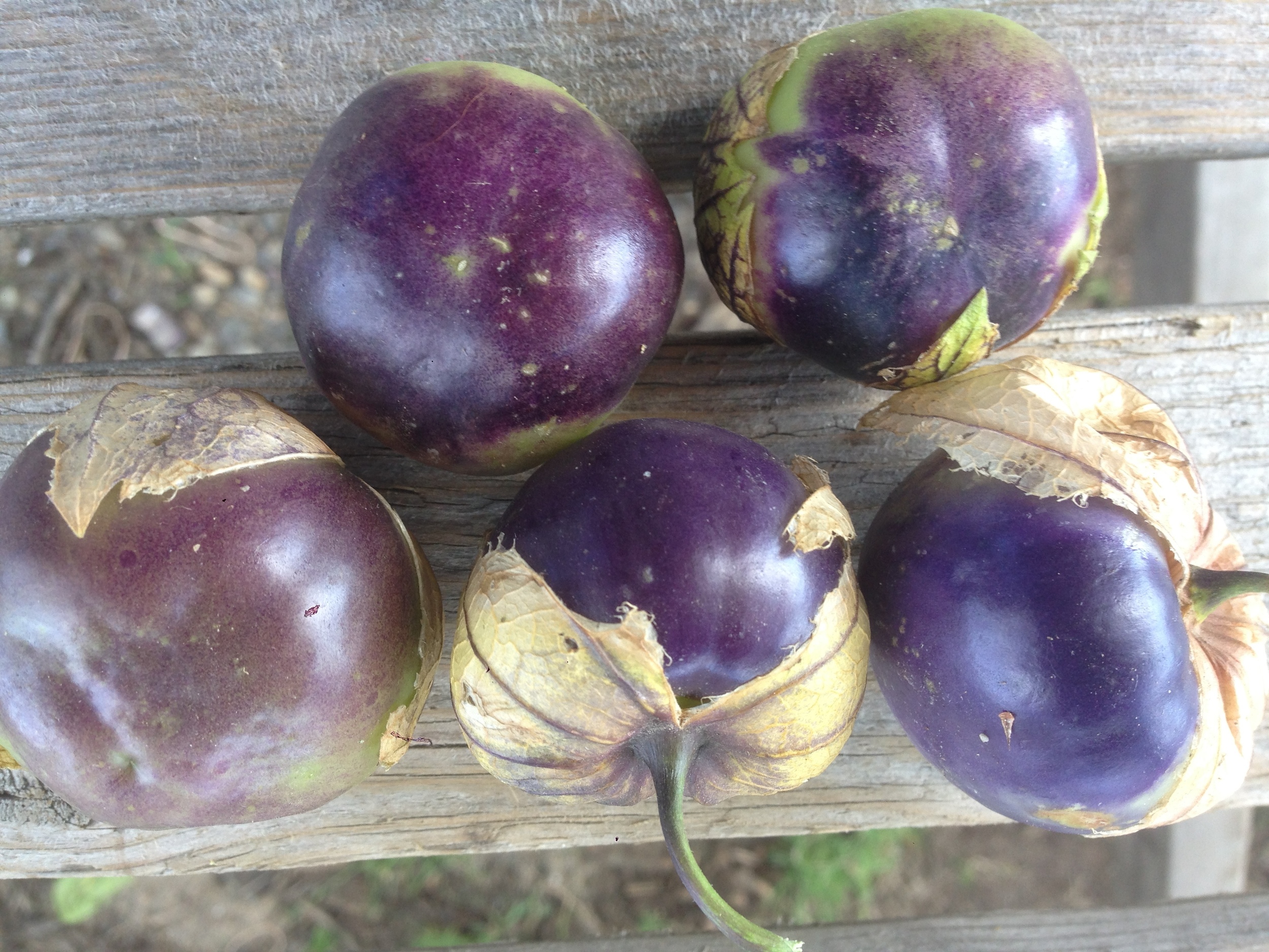 Purple tomatillos