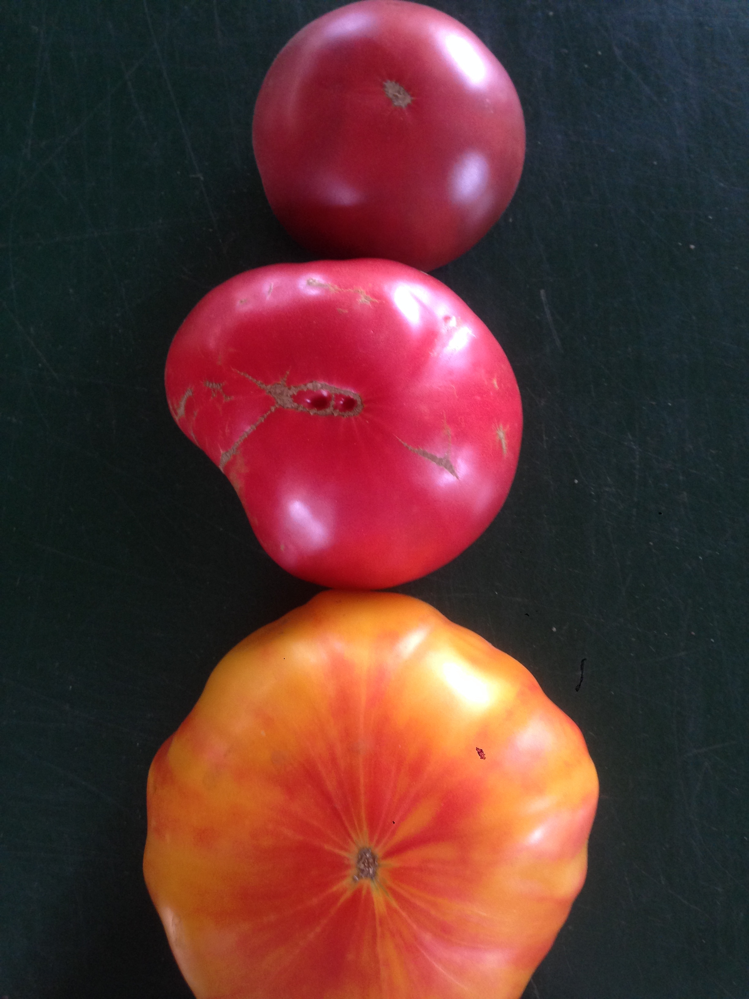 Heirloom tomatoes in the farm store and CSA this week