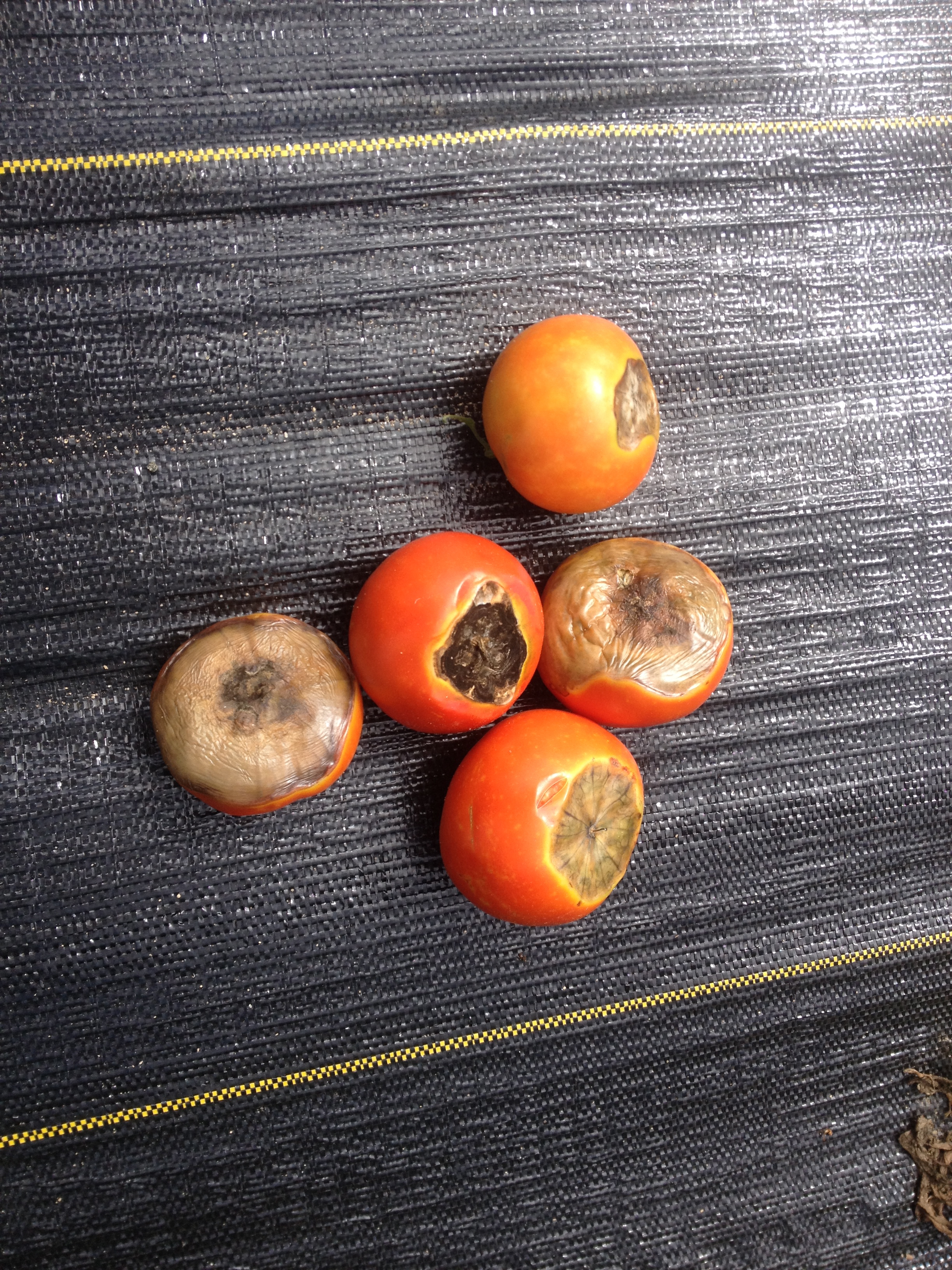 Blossom end rot on slicing tomatoes.