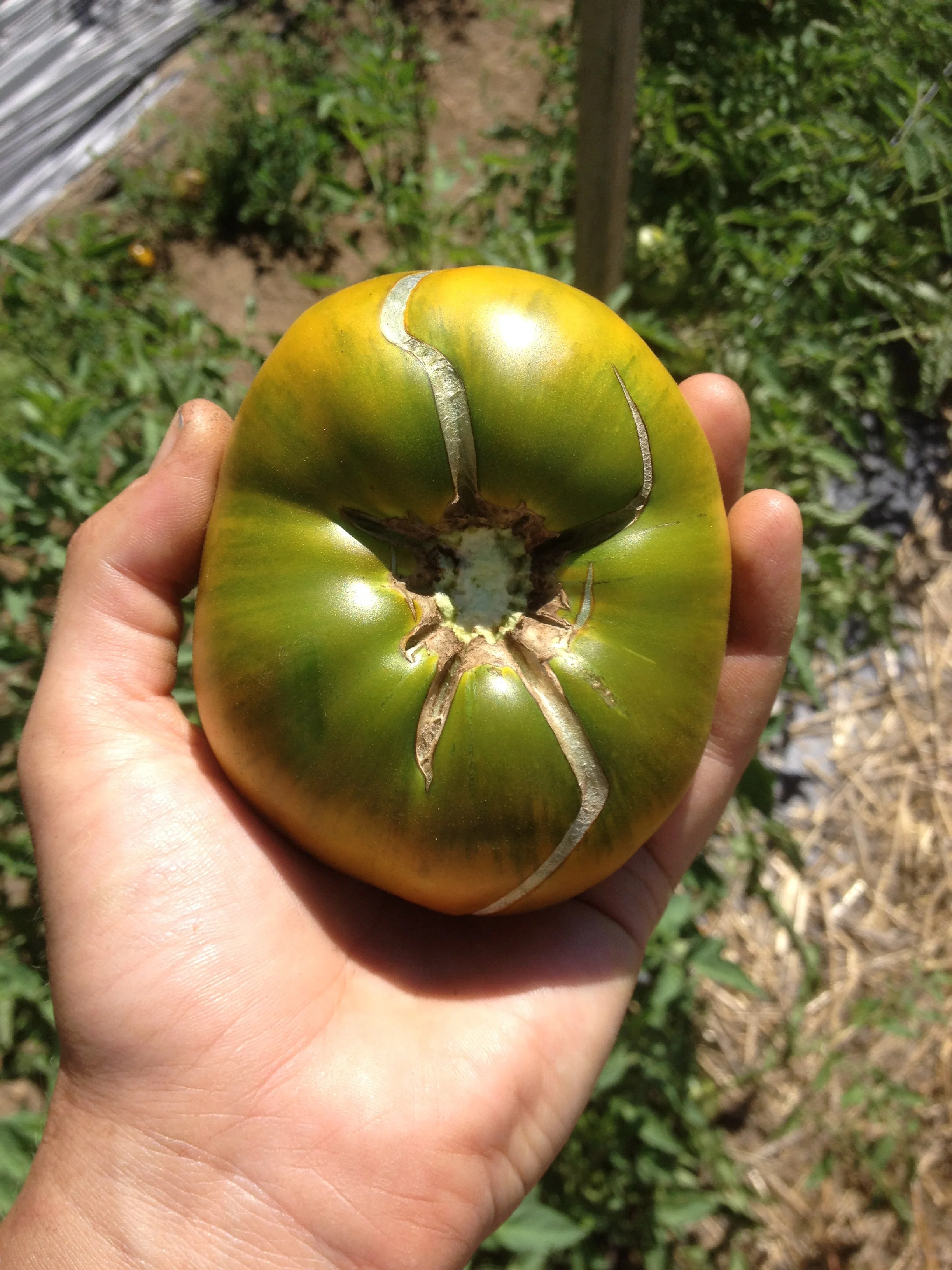 Cracking on a Cherokee Green tomato.