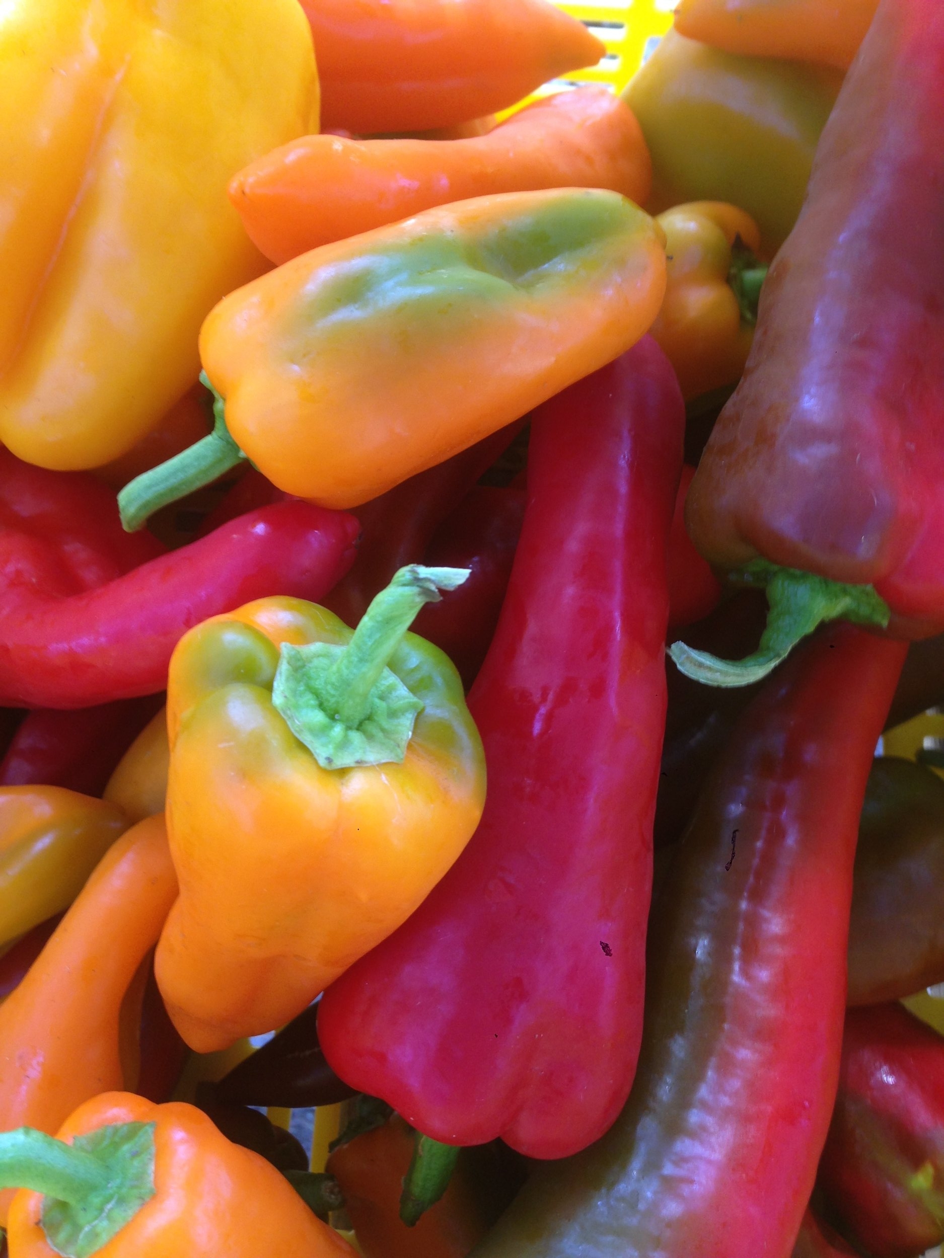 A few of our pepper varieties: Carmen (red), oranos (orange), and flavorburst (yellow) peppers.