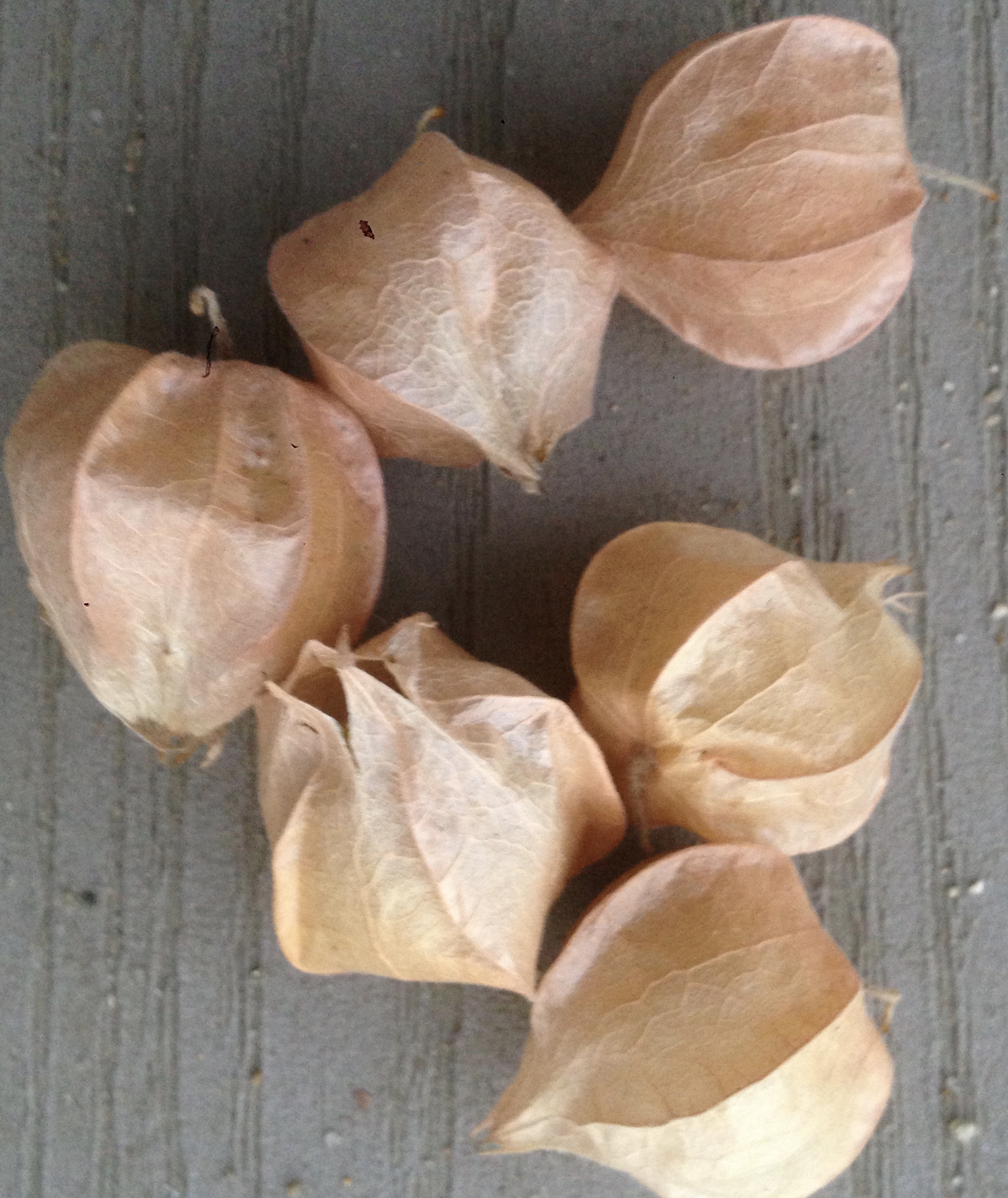 Husk cherries 