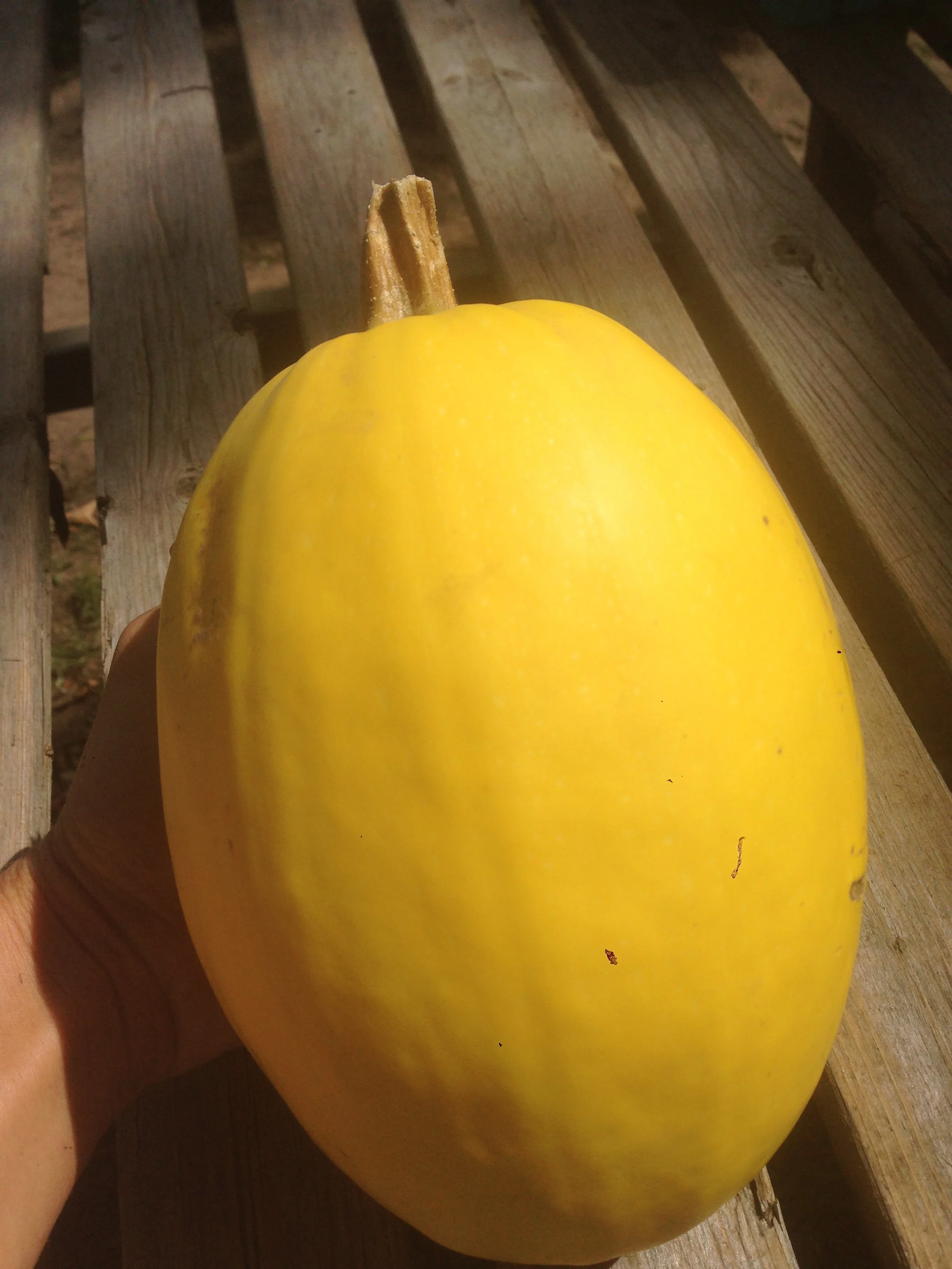 Spaghetti Squash