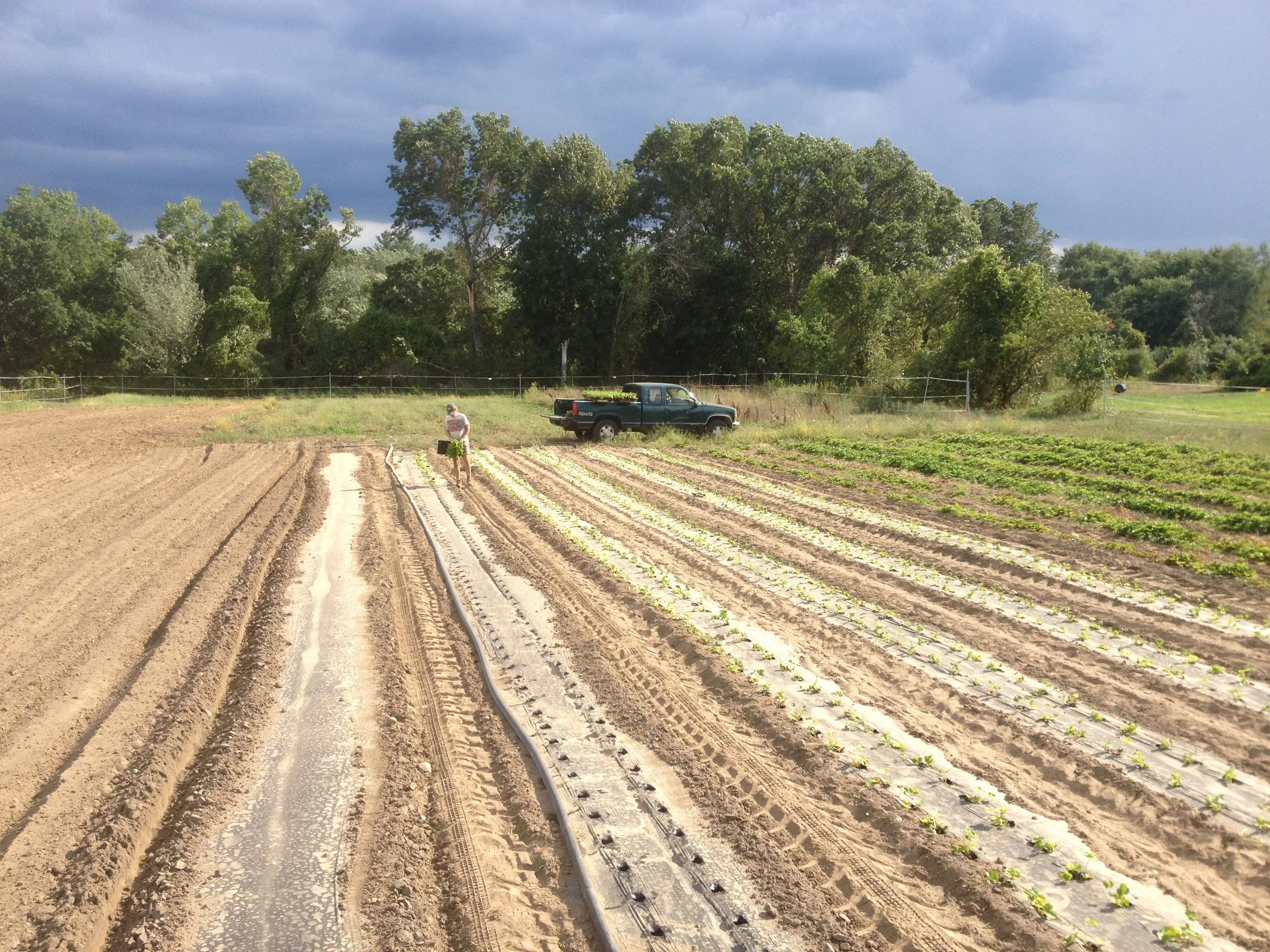Planting strawberries for next year - the last transplanting of the 2016 season!