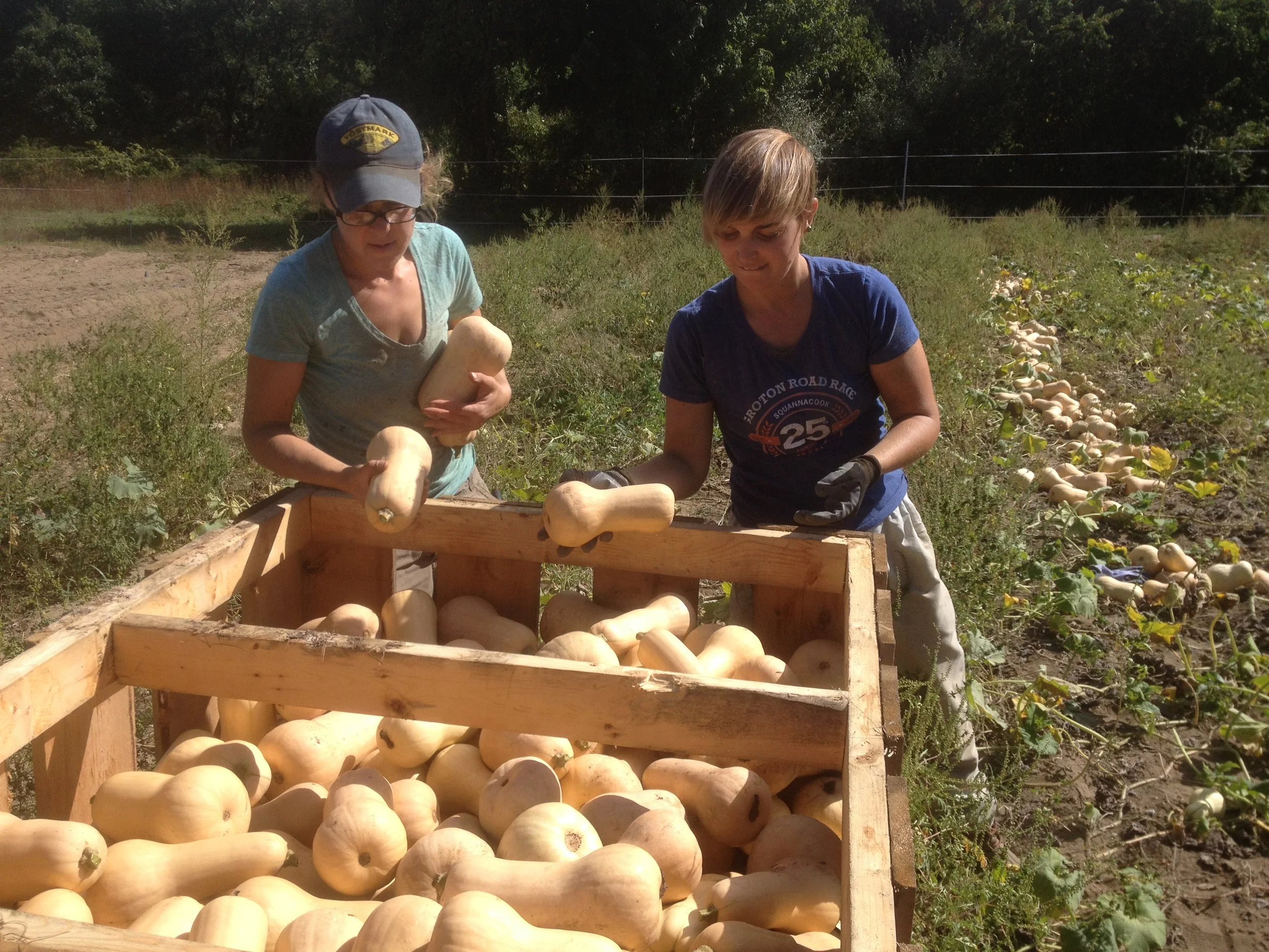 Melissa and Wyatt harvest butternut squash - it looks like an excellent harvest this year - we'll see them in the store and CSA soon after they've had a chance to cure in the barn!