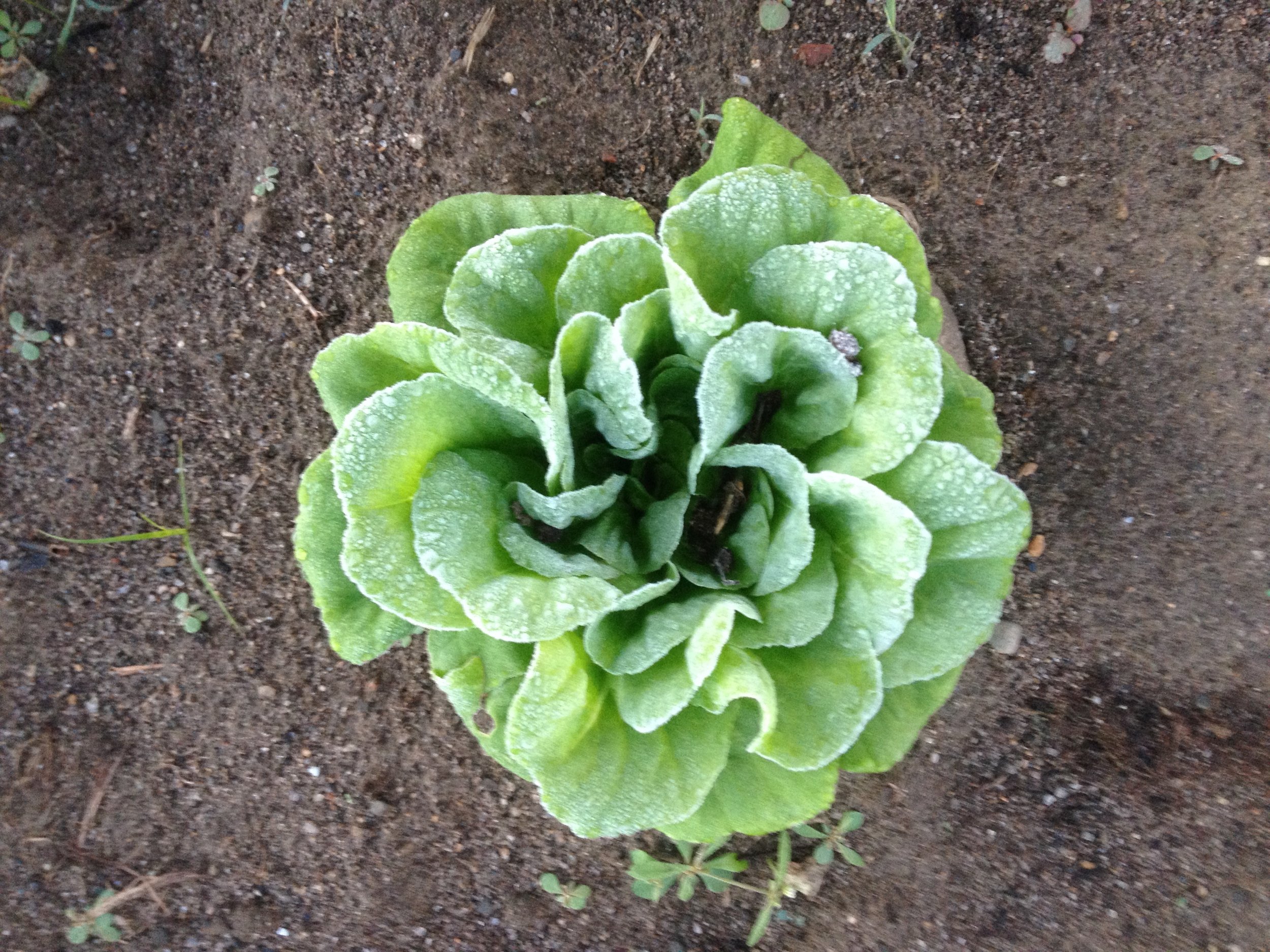 The cool temperatures of Sunday night made for some frosty salanova and lettuce Monday morning but almost everything seems to have survived.