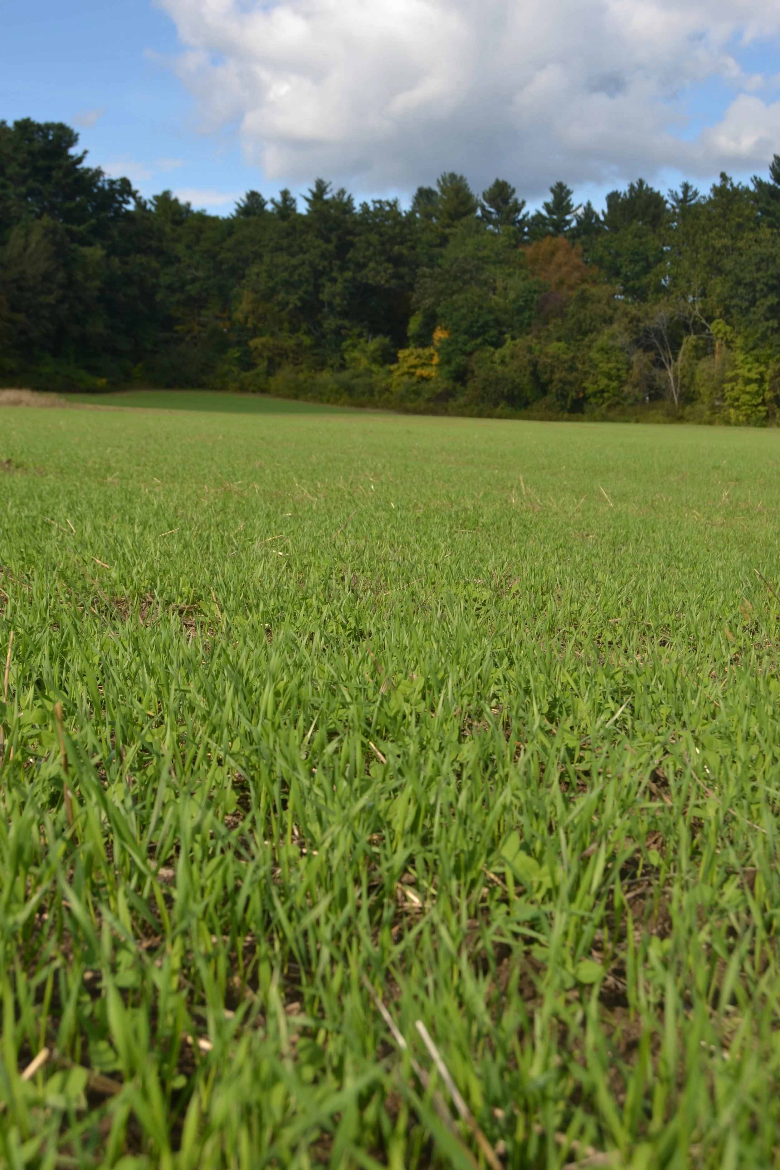 A healthy stand of Austrian winter peas and triticale cover crop in the new parcel we are leasing across the street.