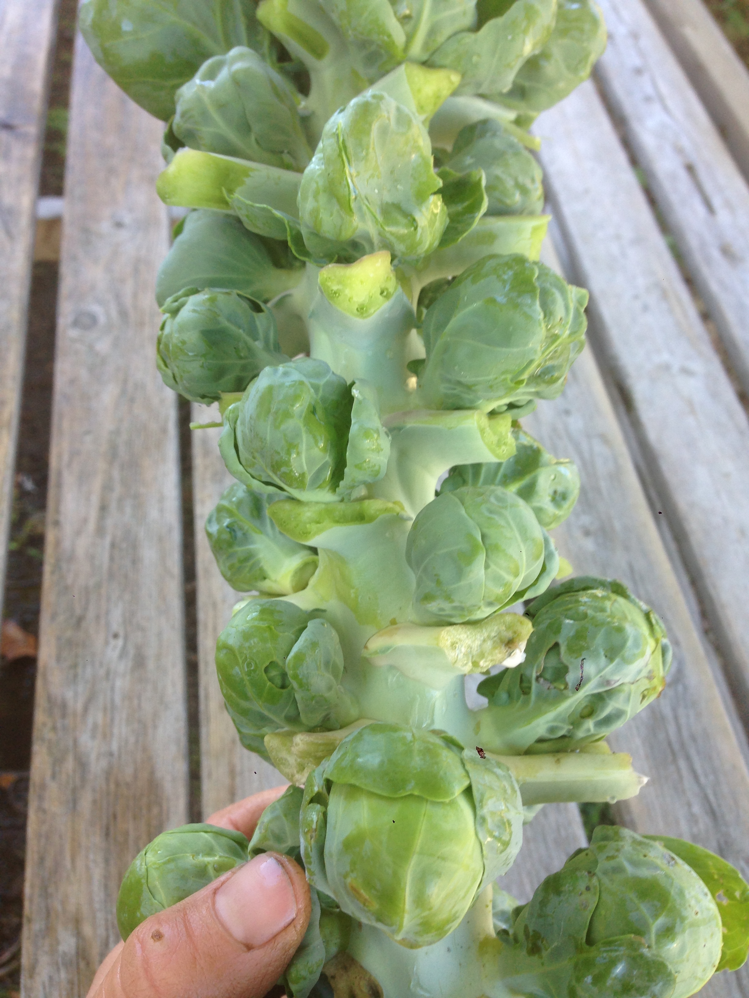 Brussels sprouts. We break off the leaves and harvest the whole stalk by clipping it at the base.