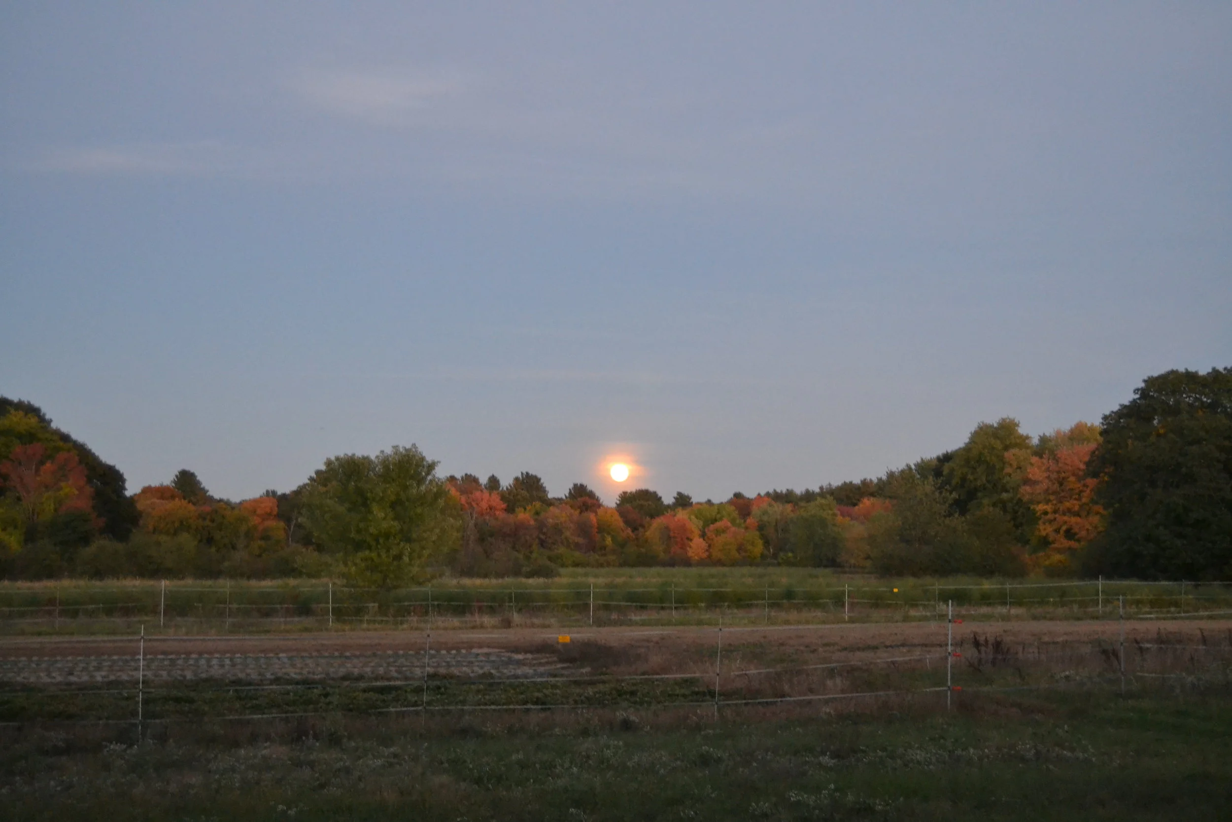 Moonrise over the farm on Saturday.