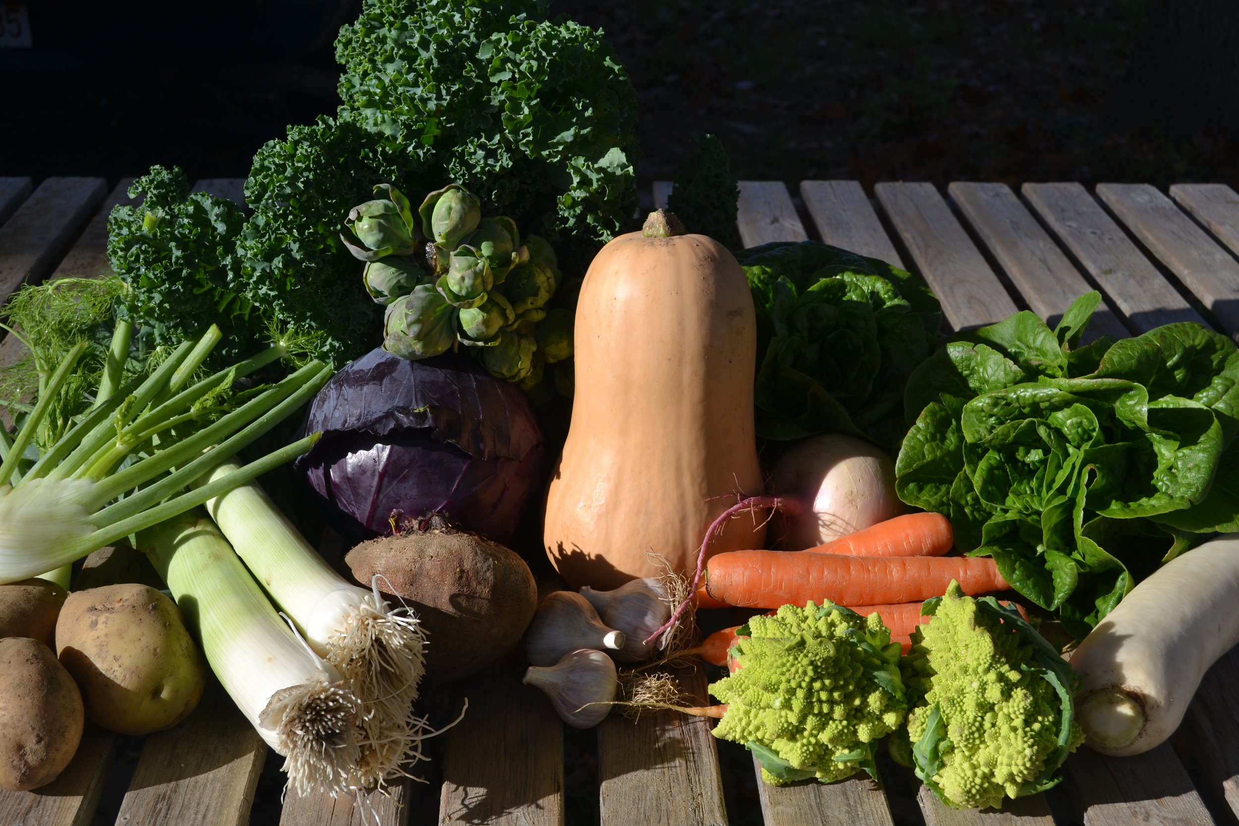 A sampling of the variety of vegetables in the November CSA.