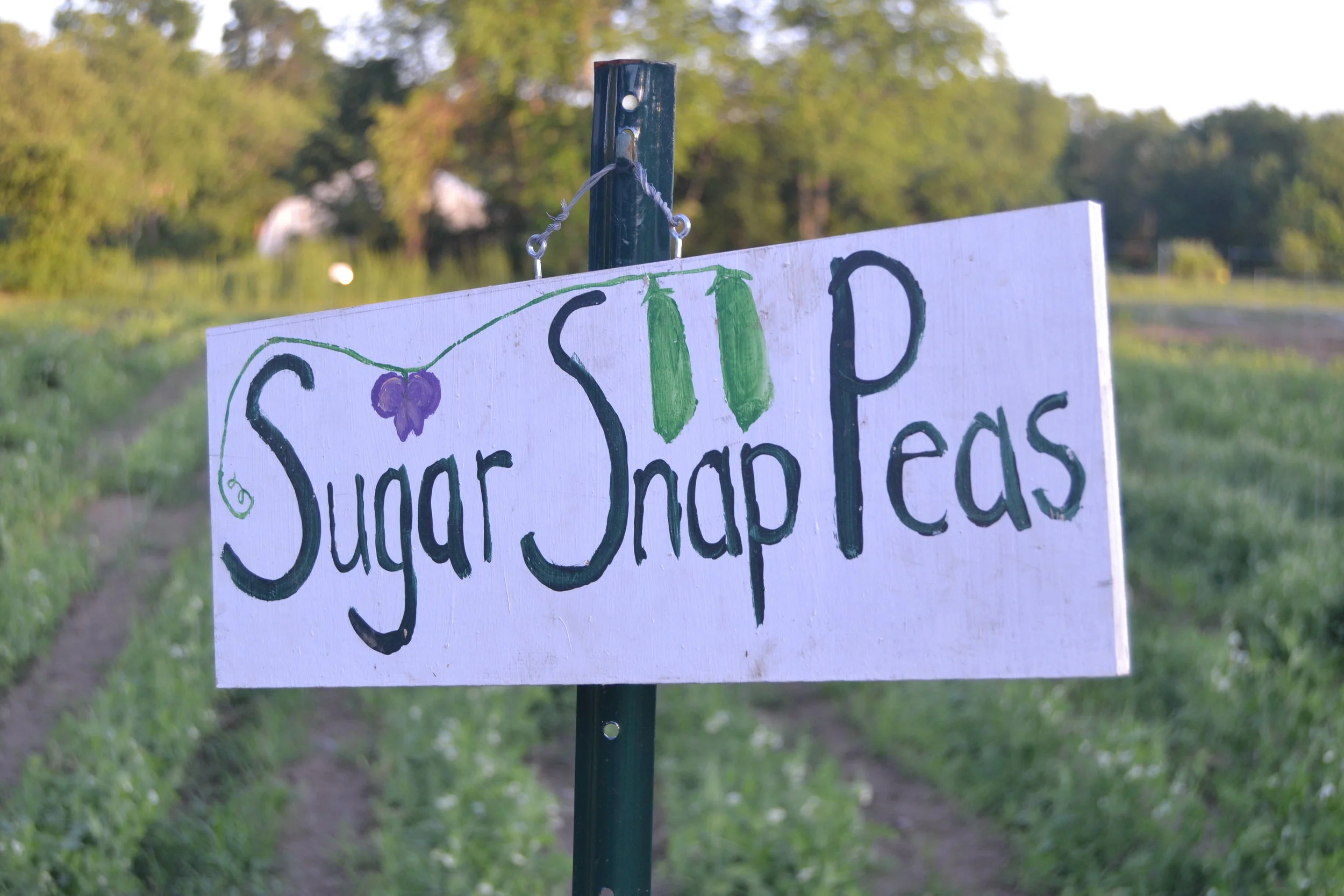 First CSA Pick-up of the Season!