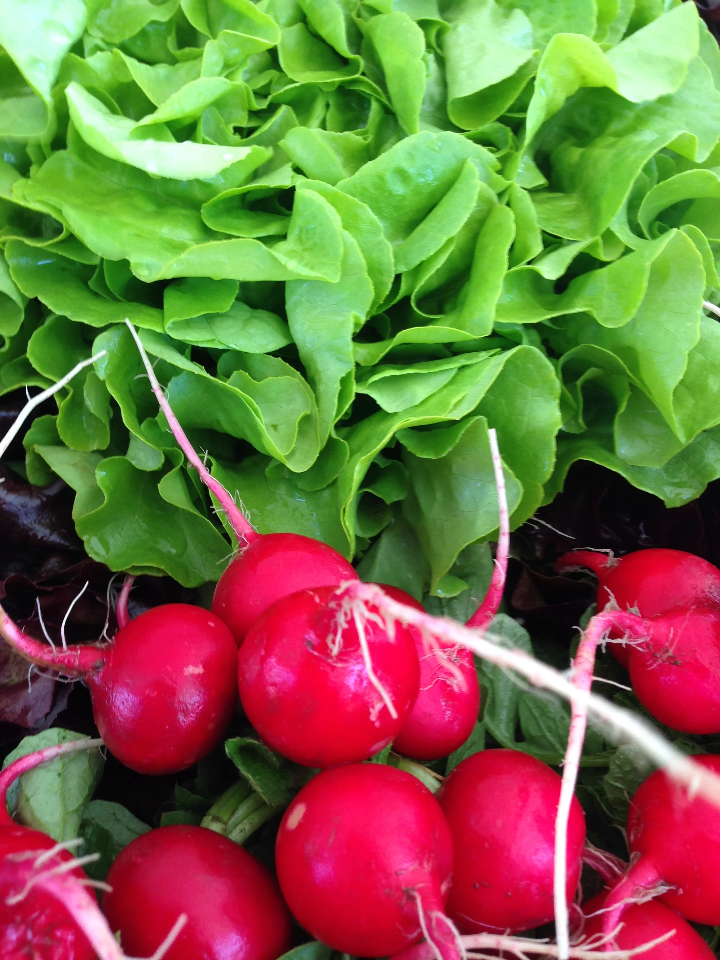 Drop-in CSA Orientation