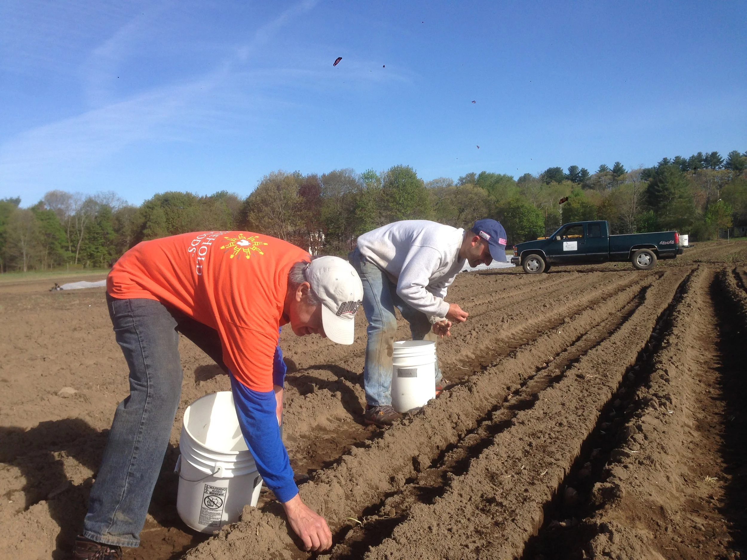 Dave and Shaun planting potatoes