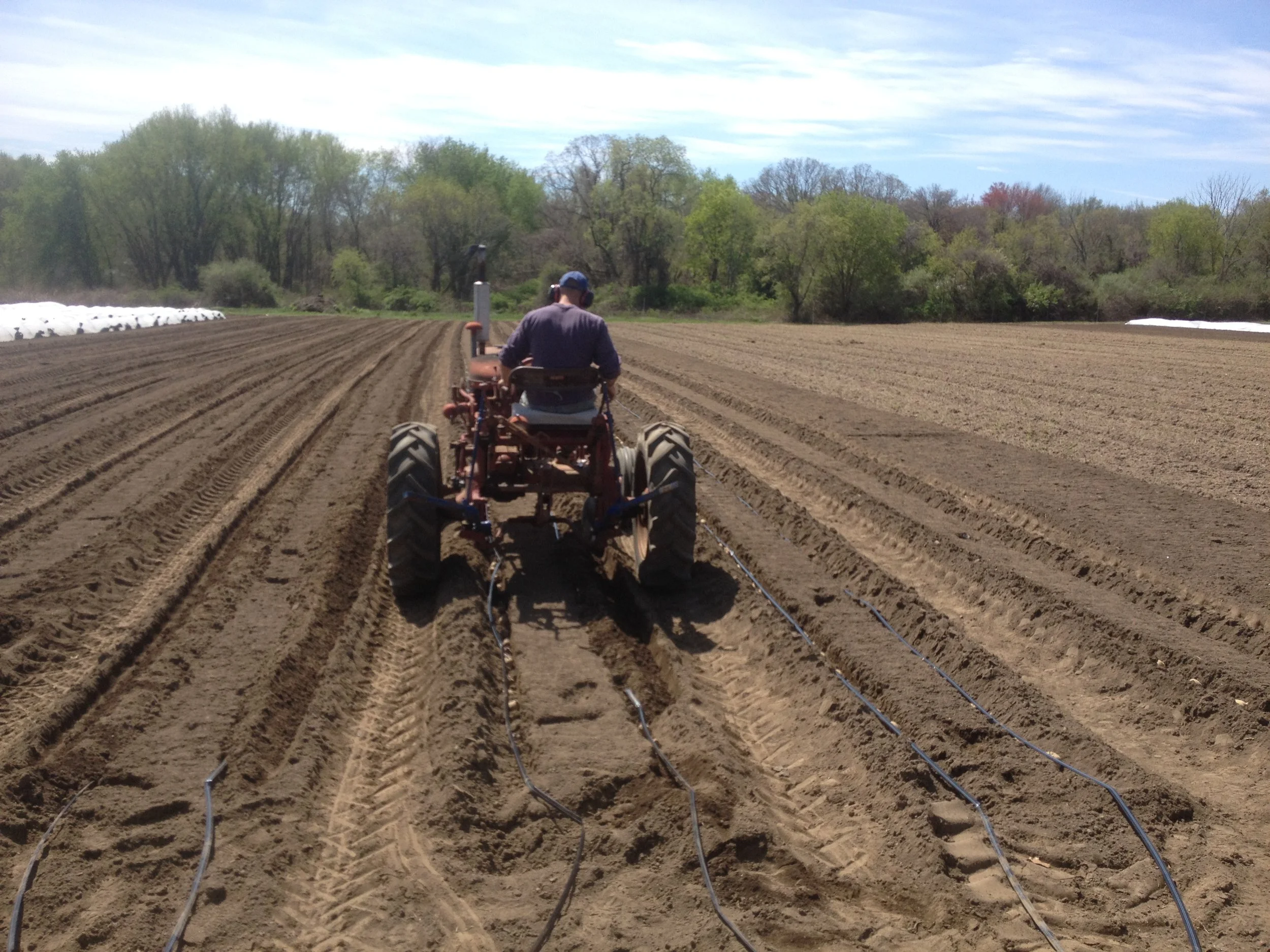 Shaun using the Farmall 140 hilling discs to cover our potatoes (and drip irrigation). 