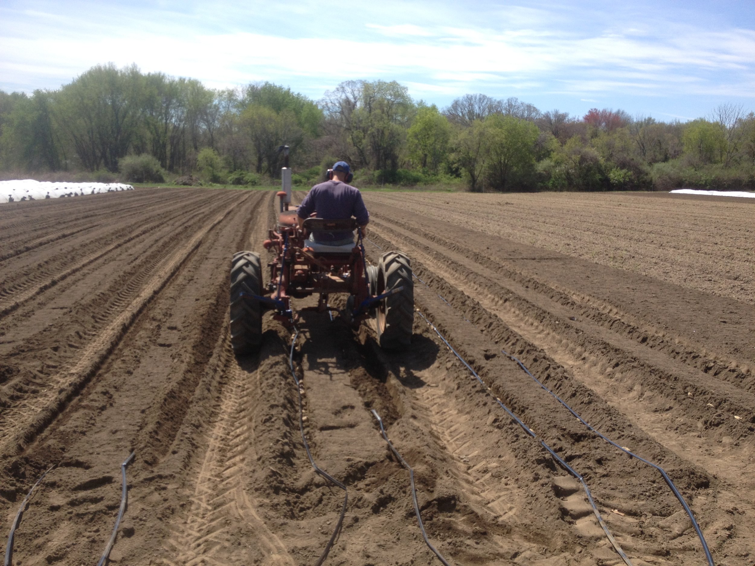 Shaun using the Farmall 140 hilling discs to cover our potatoes (and drip irrigation). 