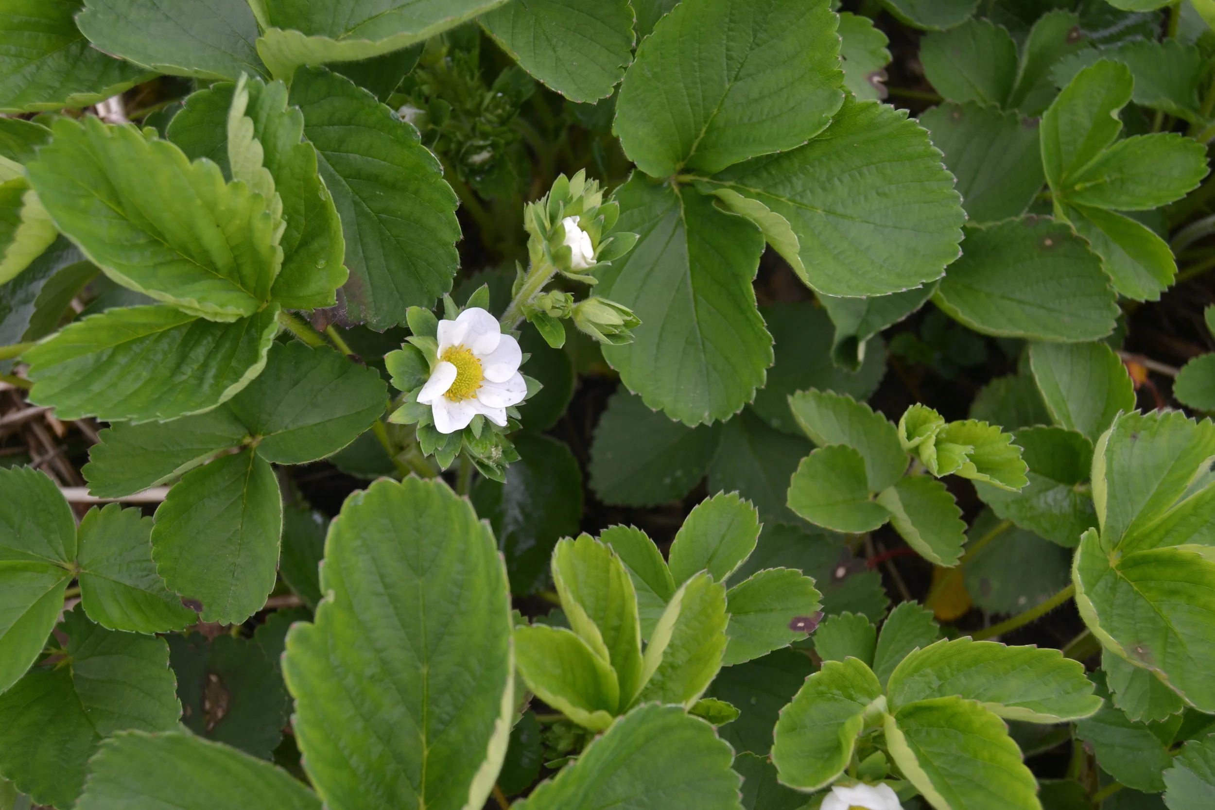 Strawberries are beginning to flower