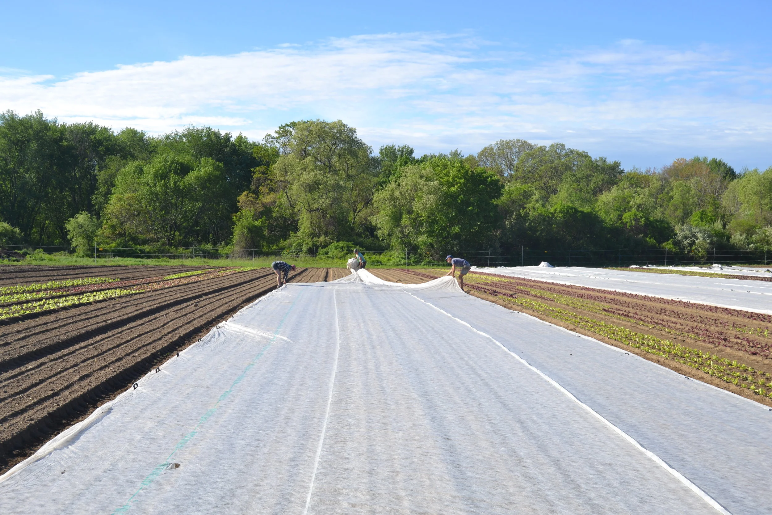 Miranda, Melissa and Shaun lay out row cover on greens to protect them from flea beetles.