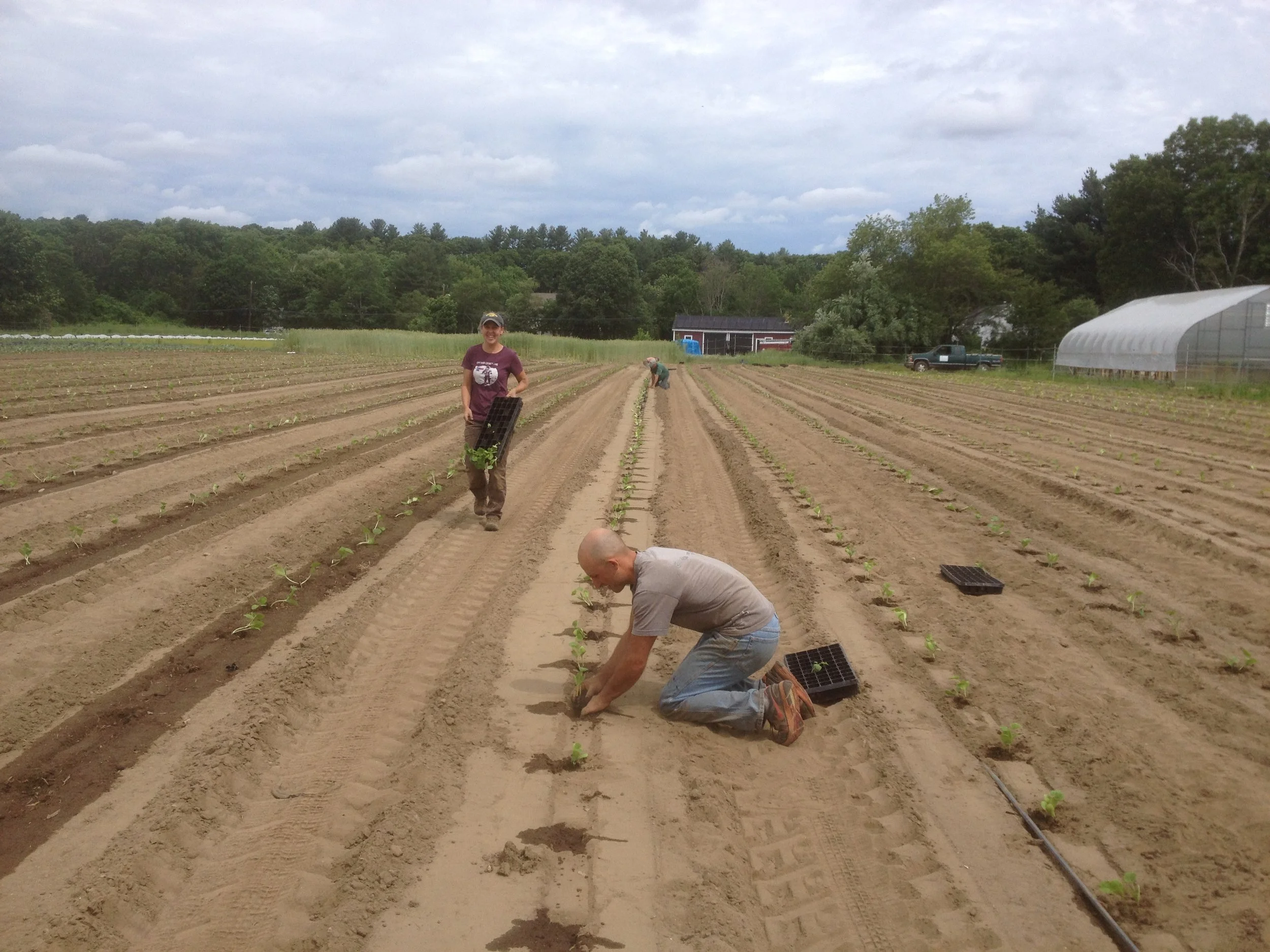 Shaun and Melissa transplant winter squash earlier last week.