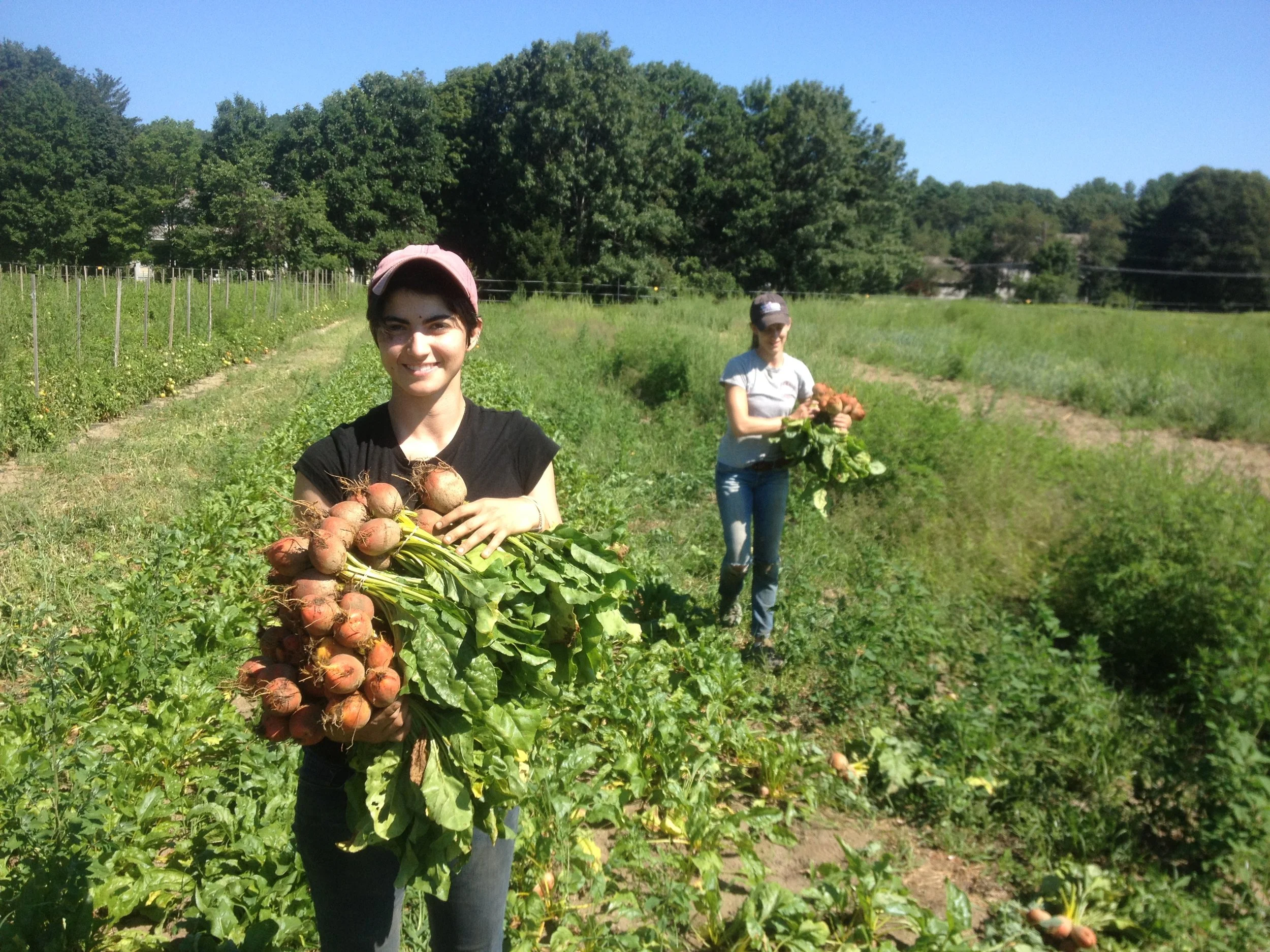 Miranda and Erica harvest golden beets.