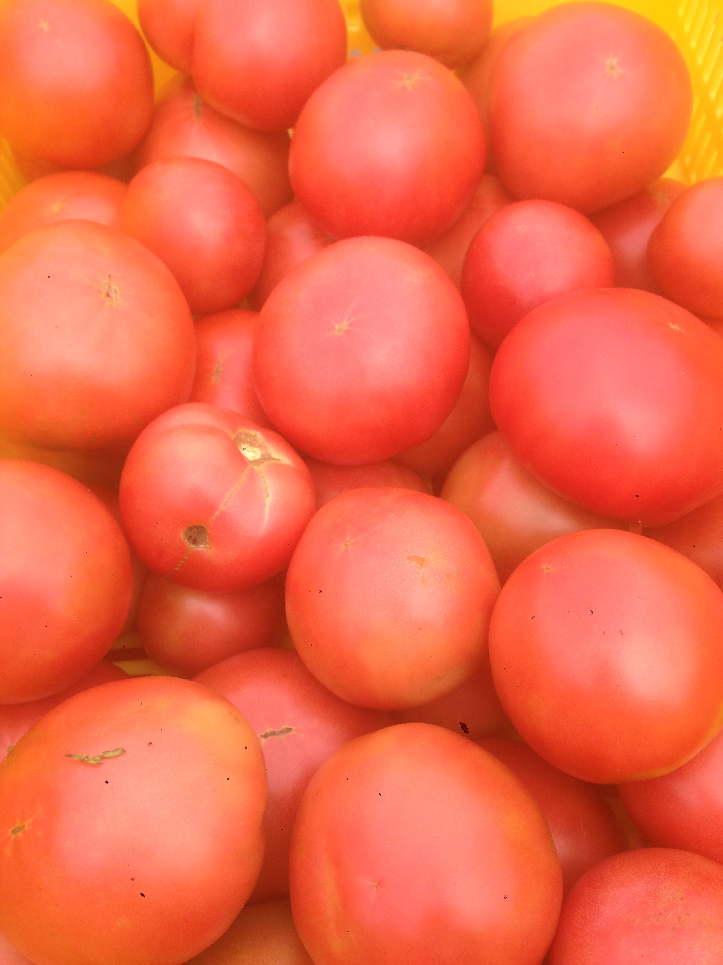 Pink Damsel tomatoes.
