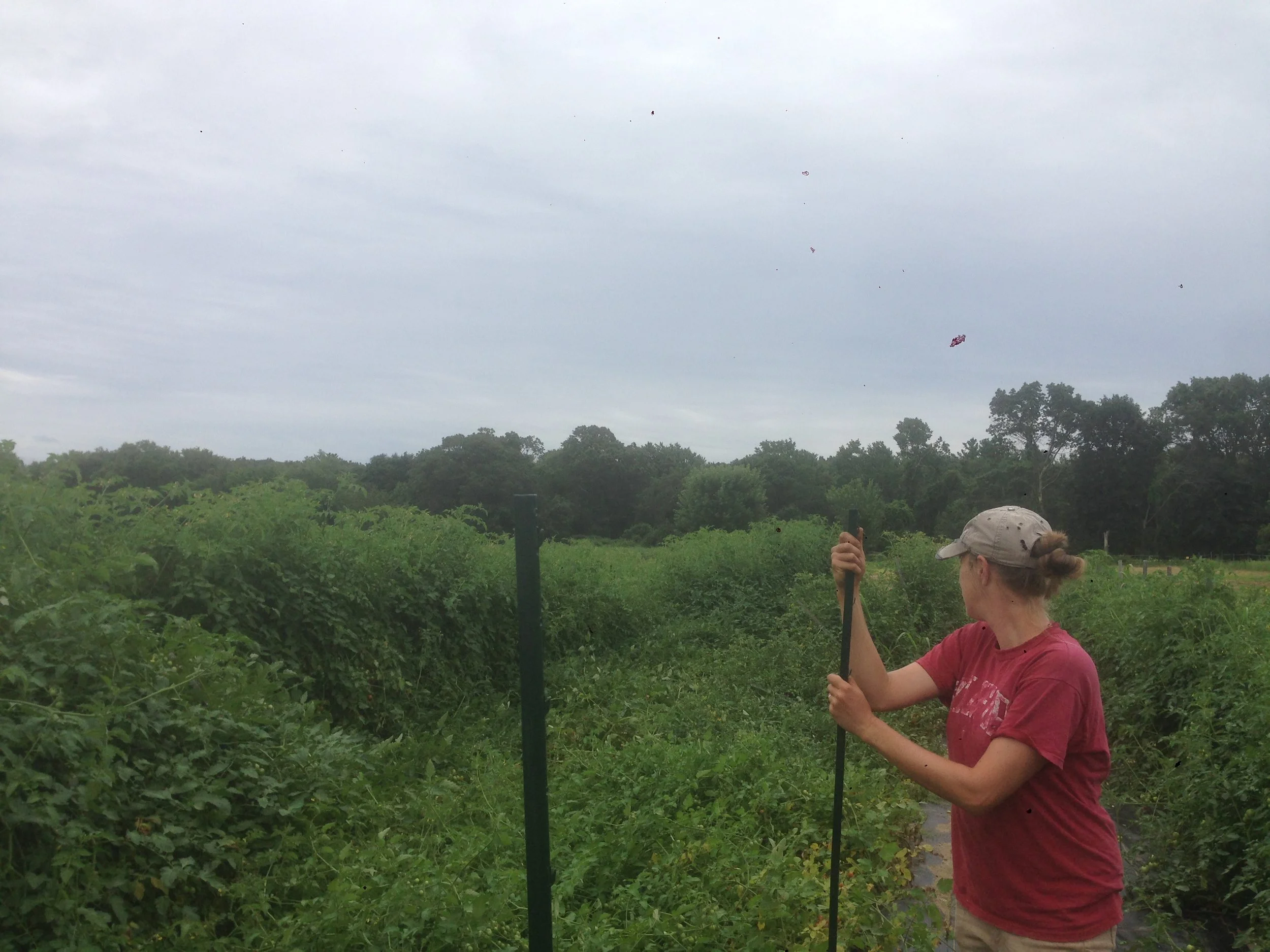 The good news is many cherry tomatoes are now ripe! The bad news is the plants are so big they are taking down our trellis lines and stakes! We will be shoring them up tomorrow before picking. 