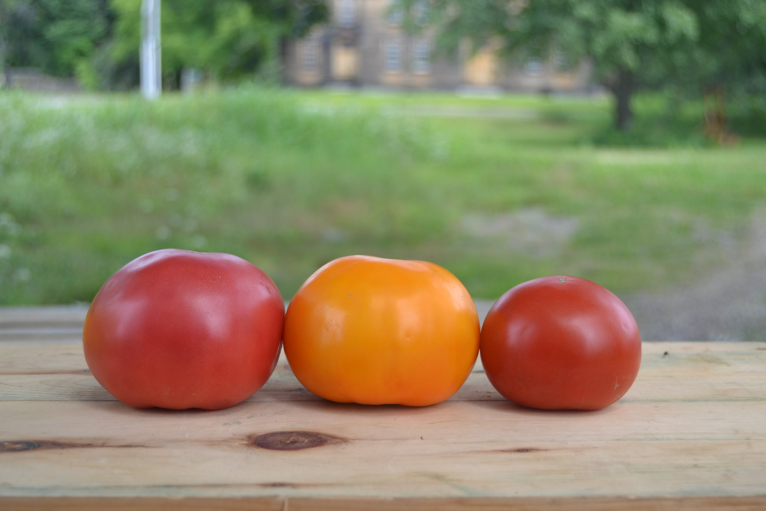 Left to right: Damsel, Chef's Choice Orange, Defiant