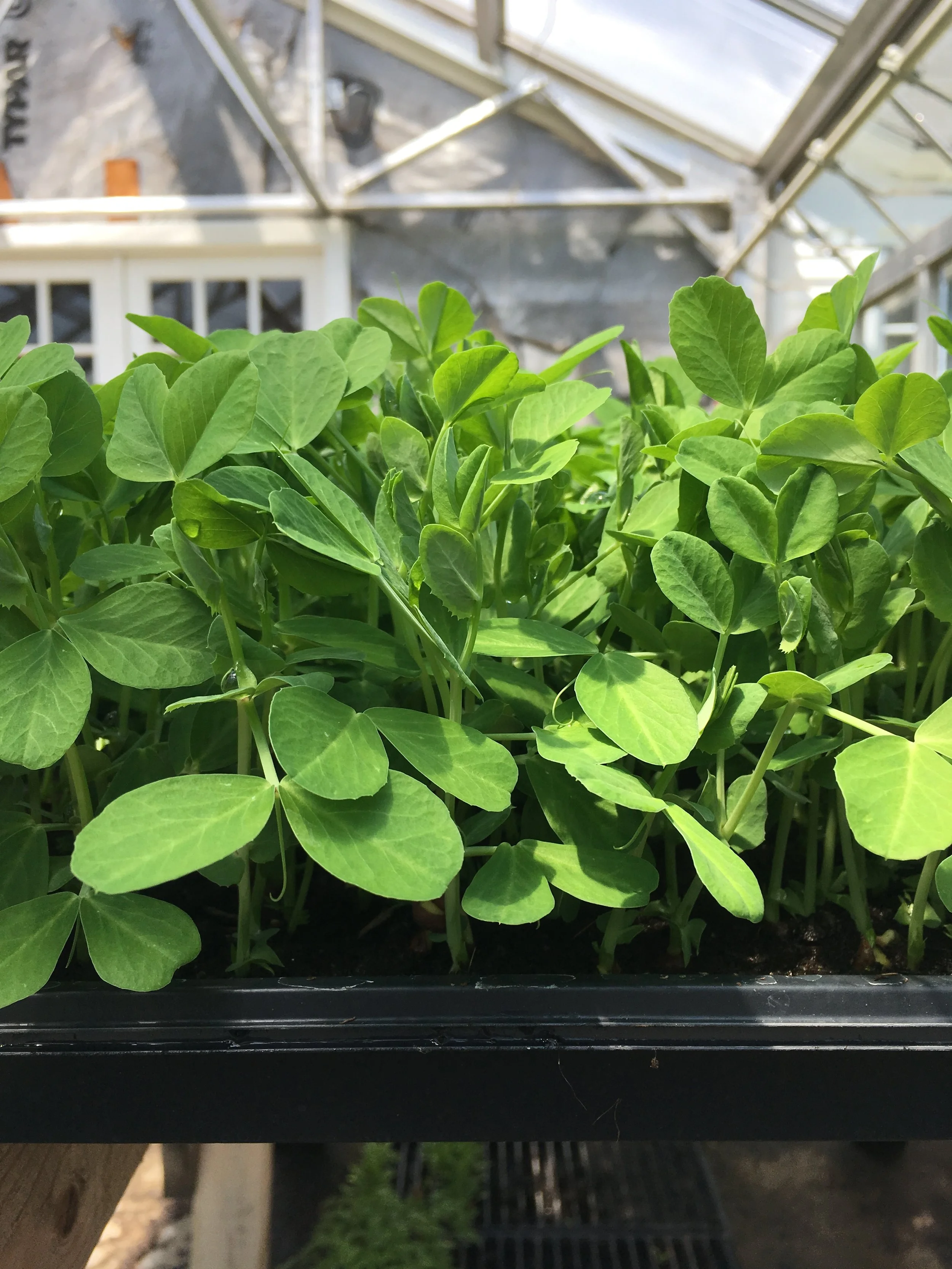 Pea shoots